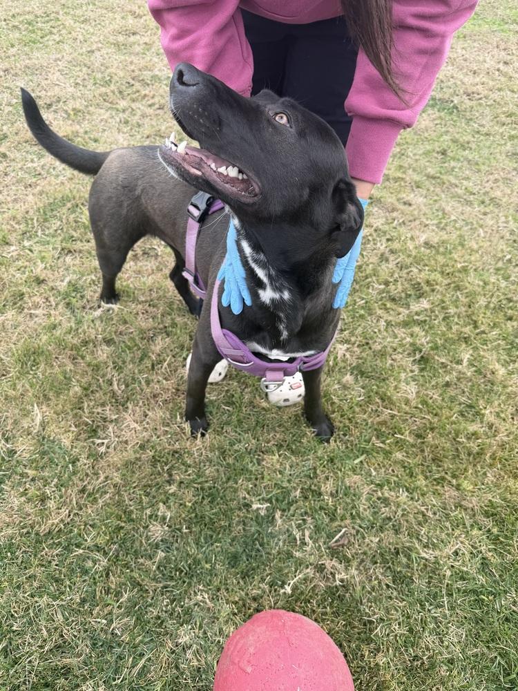 Enlarge Luna, a Adoptable mixed breed in Stockton, CA image 3/3