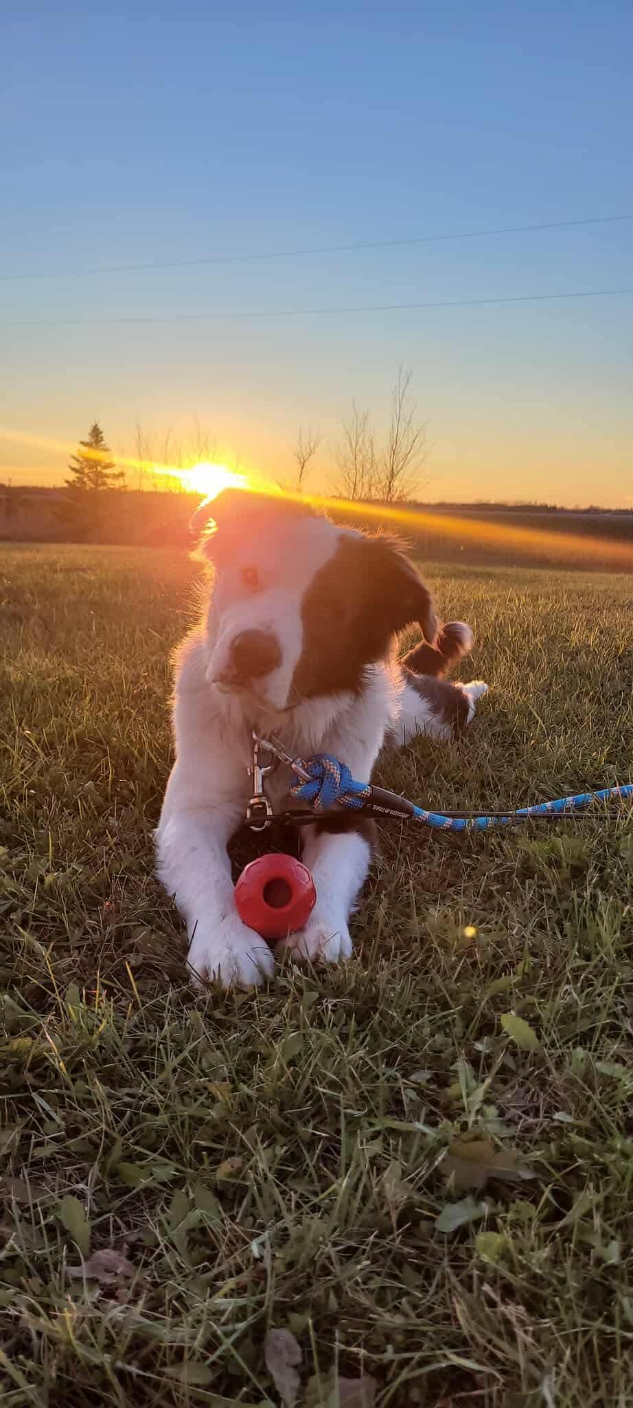 Enlarge CASPER, a Adoptable mixed breed in Winnipeg, MB image 1/4