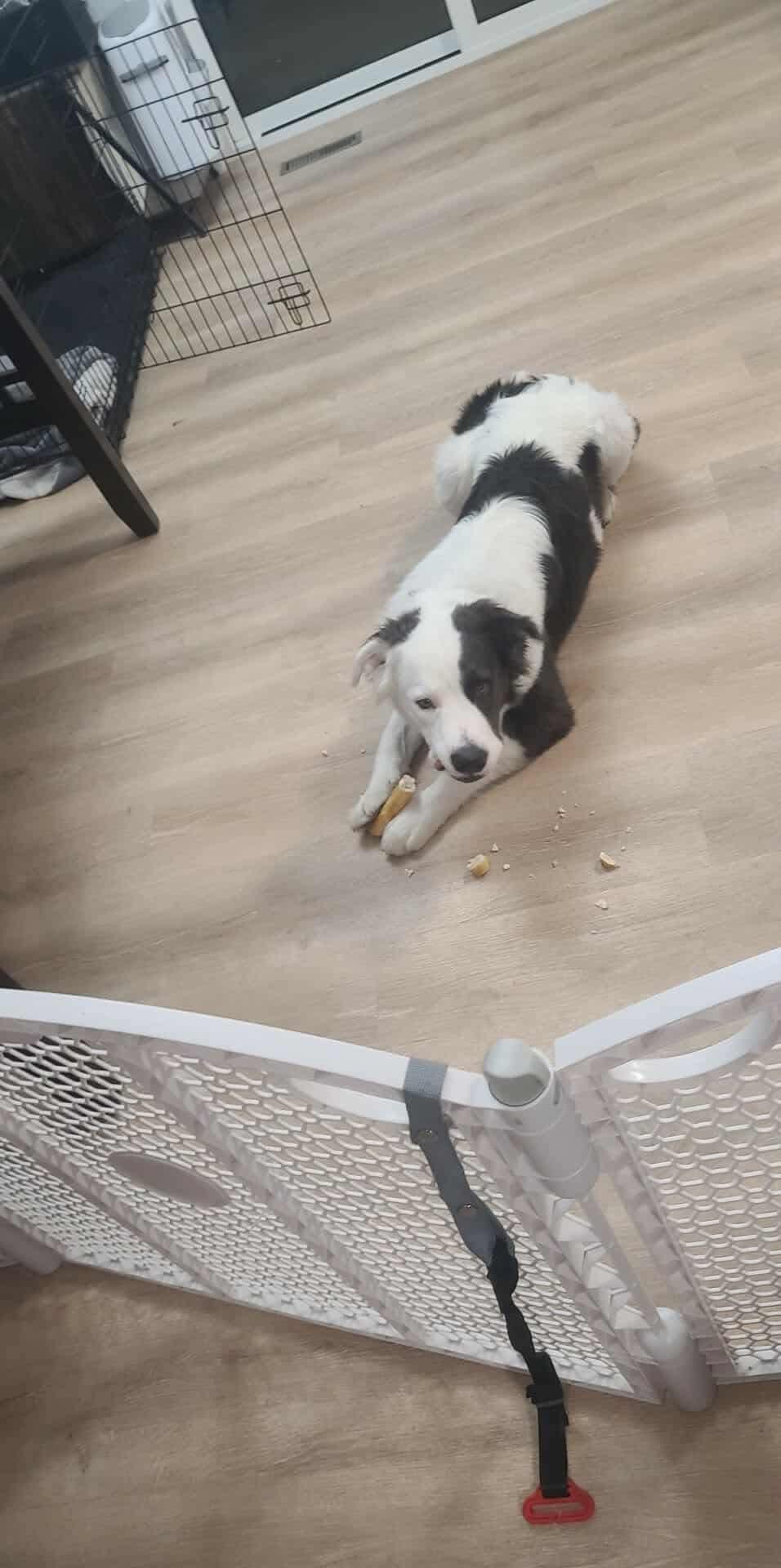 Enlarge CASPER, a Adoptable mixed breed in Winnipeg, MB image 2/4