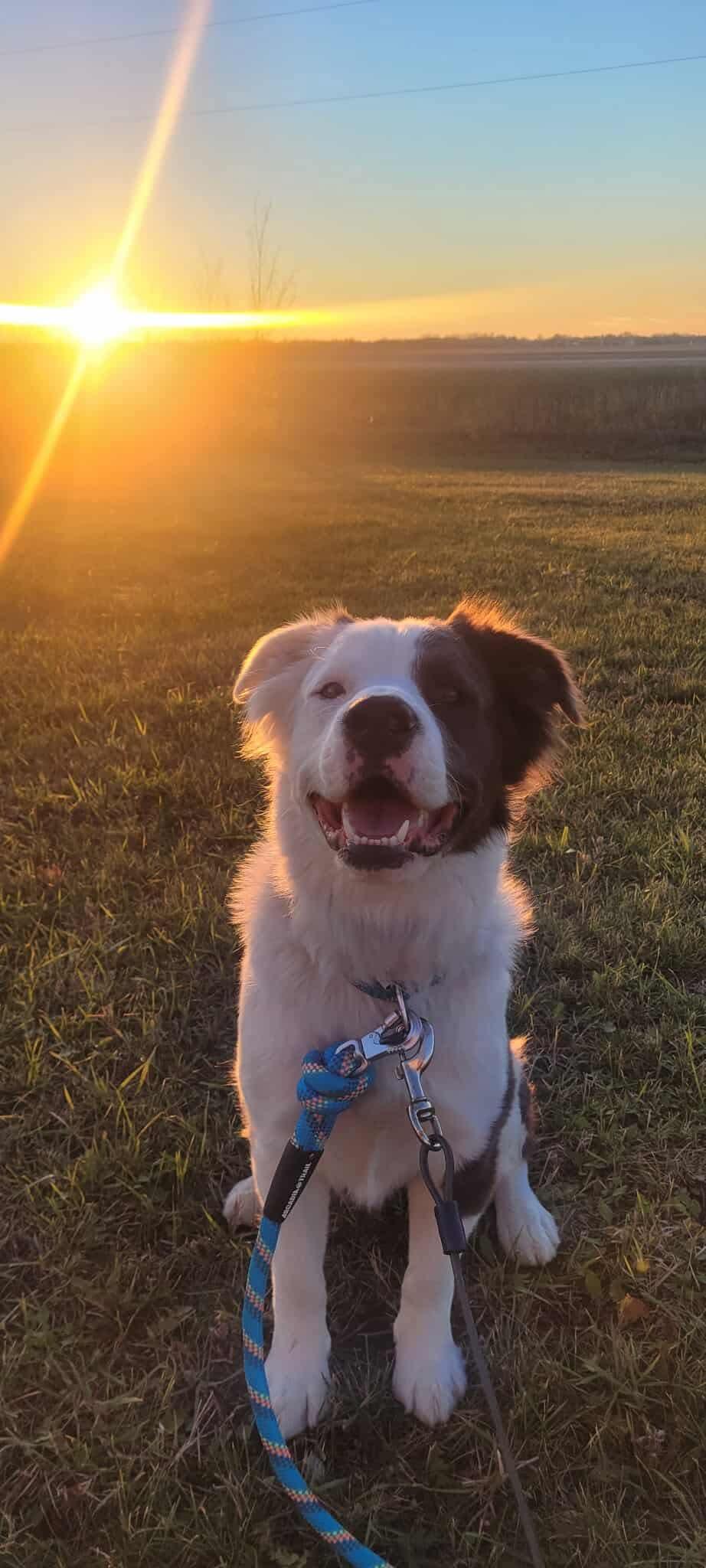 Enlarge CASPER, a Adoptable mixed breed in Winnipeg, MB image 3/4