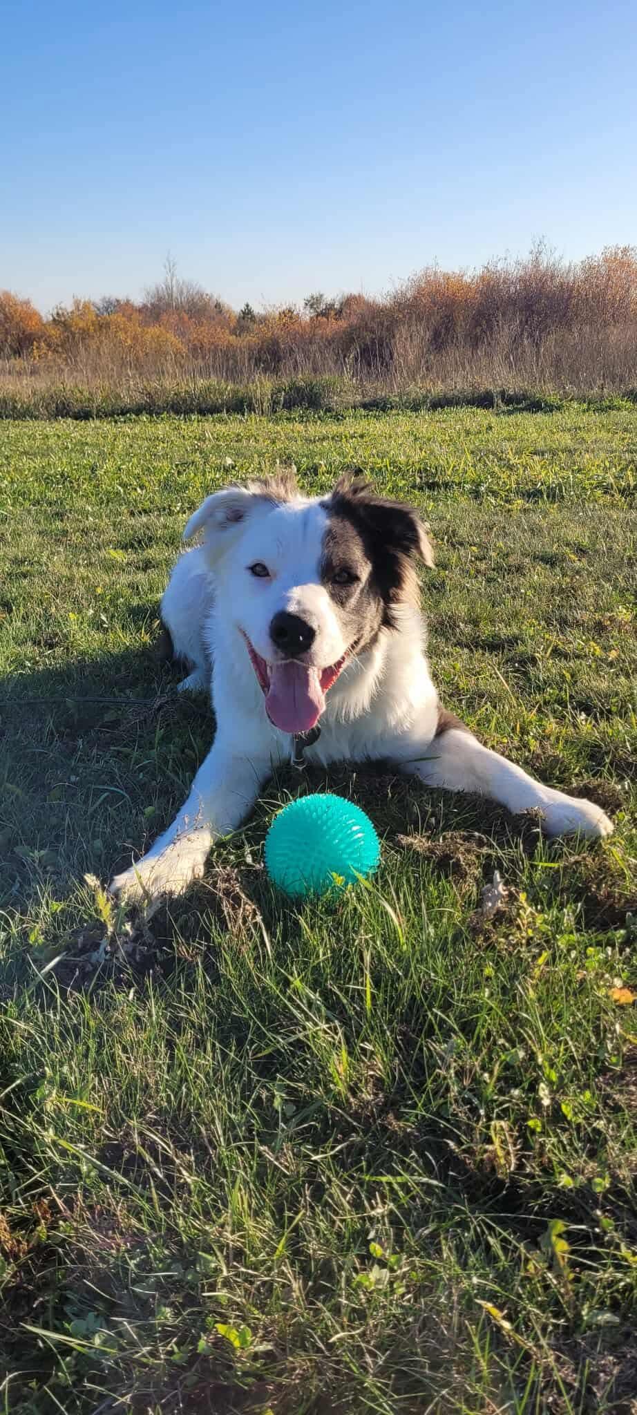 Enlarge CASPER, a Adoptable mixed breed in Winnipeg, MB image 4/4
