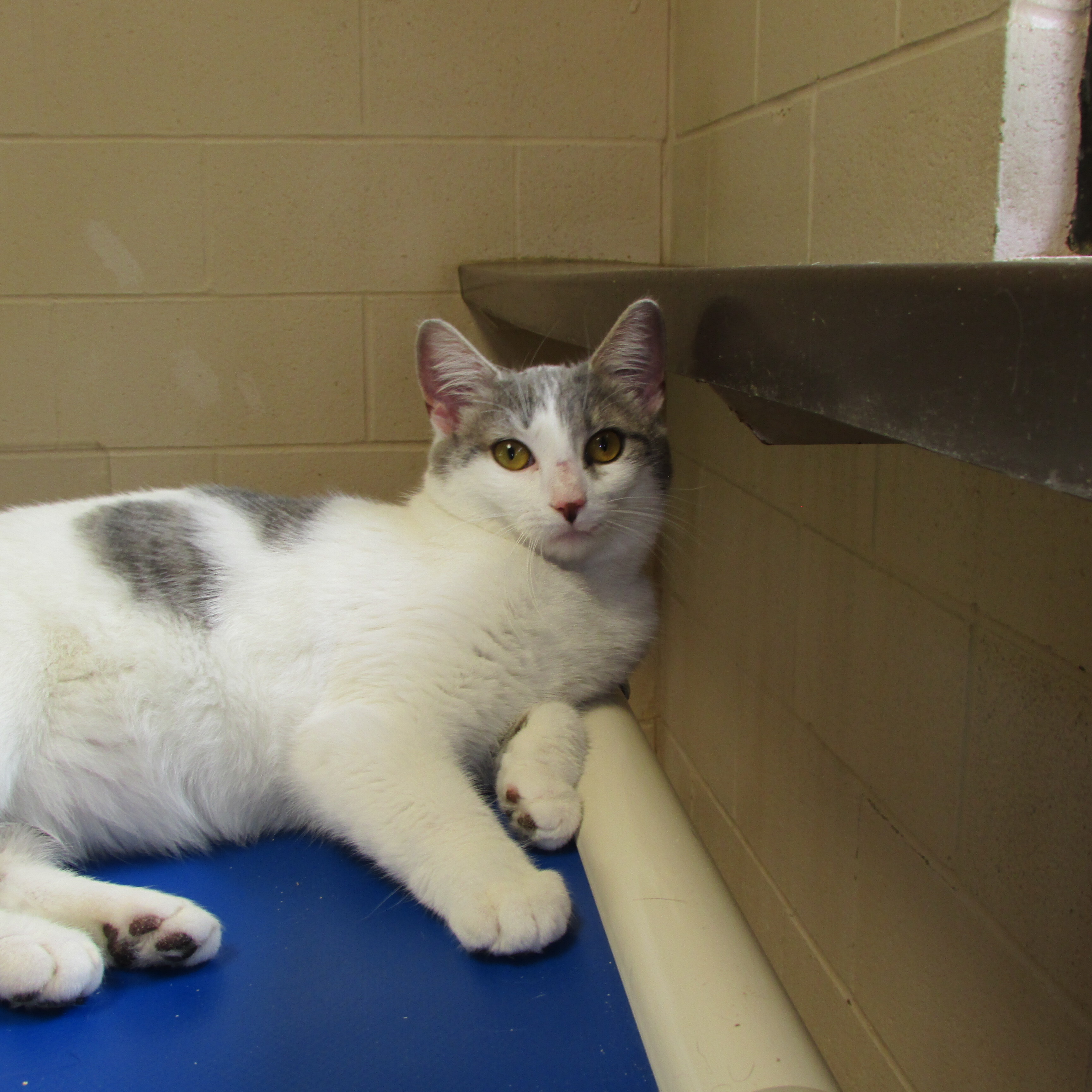 Margie, a Adoptable Domestic Short Hair in Springfield, OH image 1/6