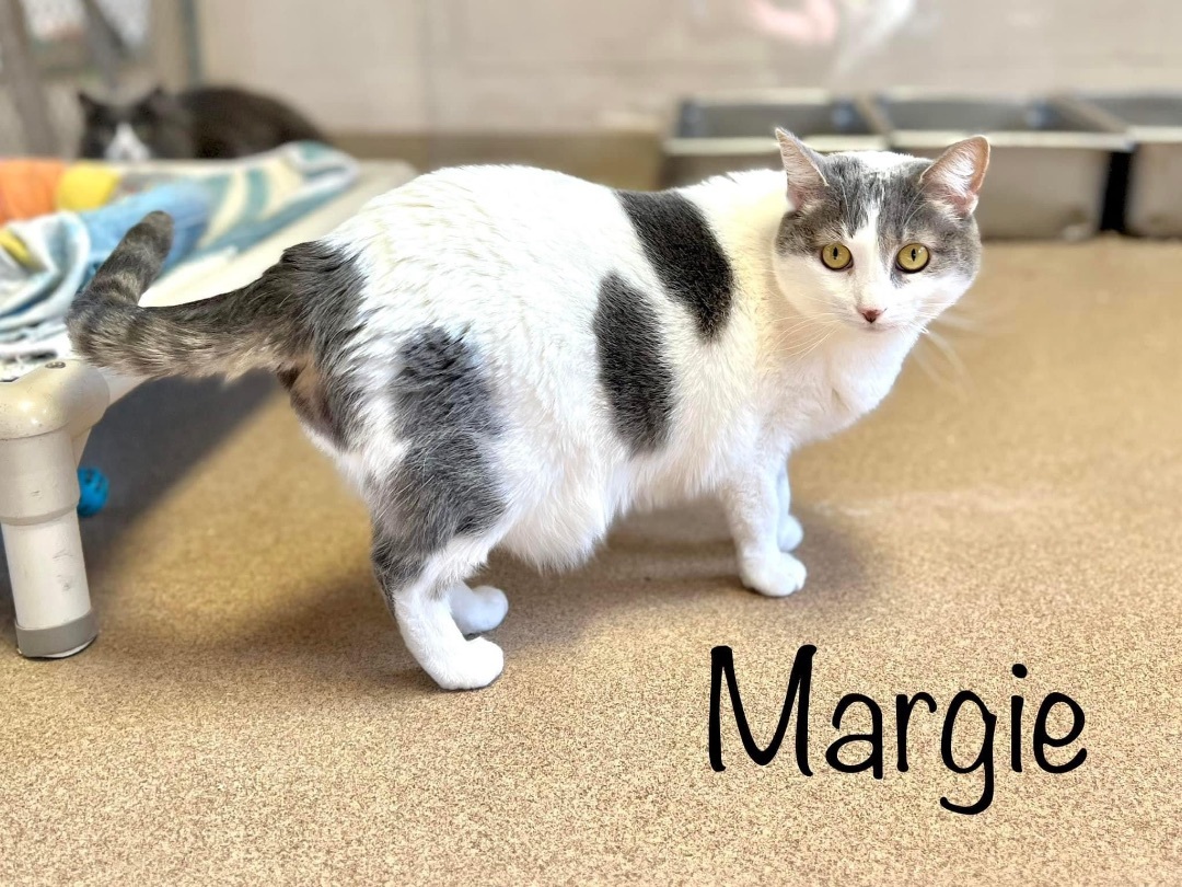 Margie, a Adoptable Domestic Short Hair in Springfield, OH image 2/6
