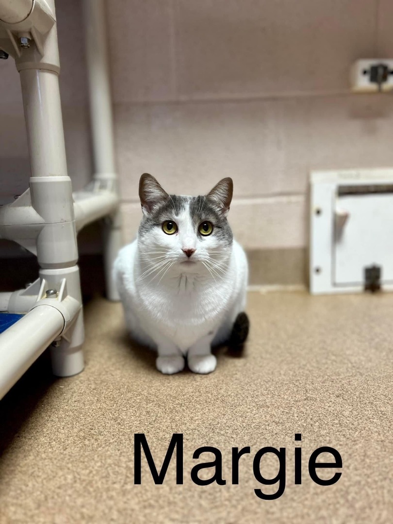 Margie, a Adoptable Domestic Short Hair in Springfield, OH image 3/6