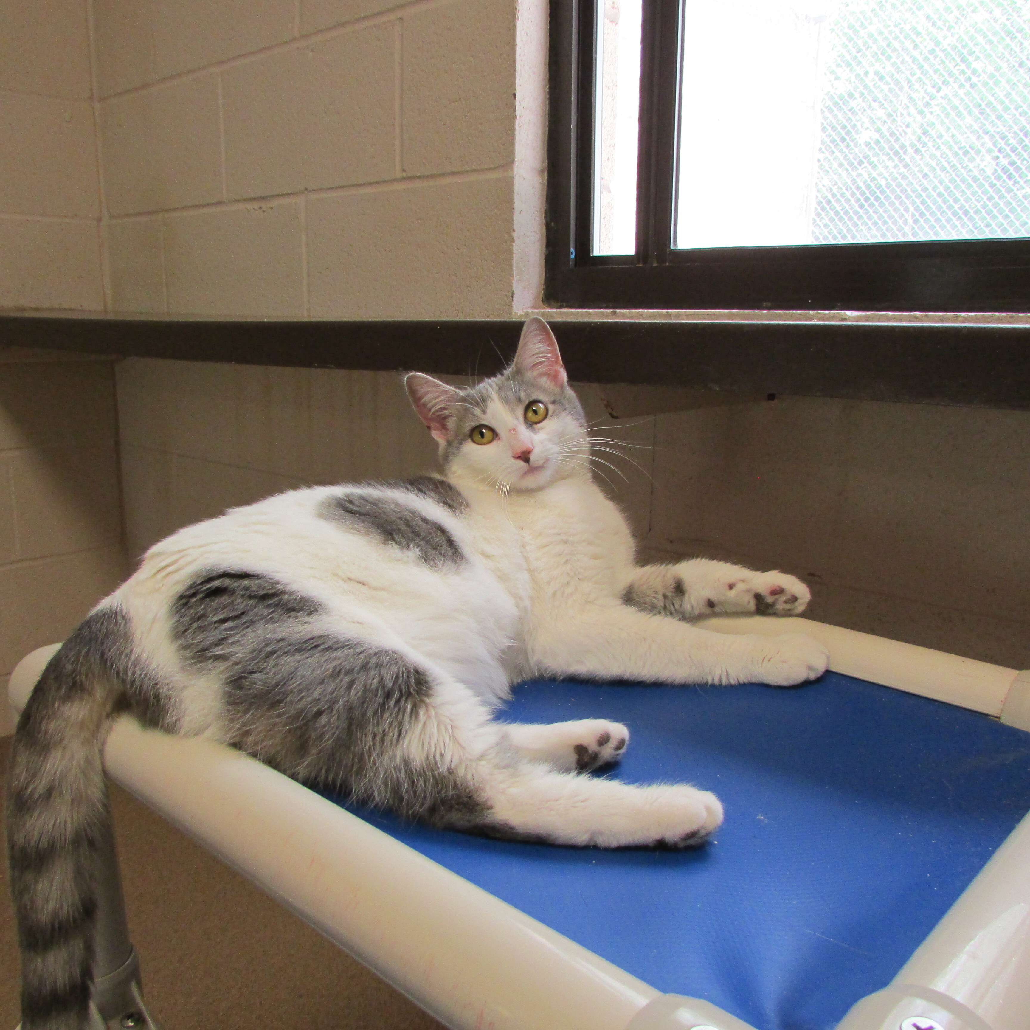 Margie, a Adoptable Domestic Short Hair in Springfield, OH image 4/6