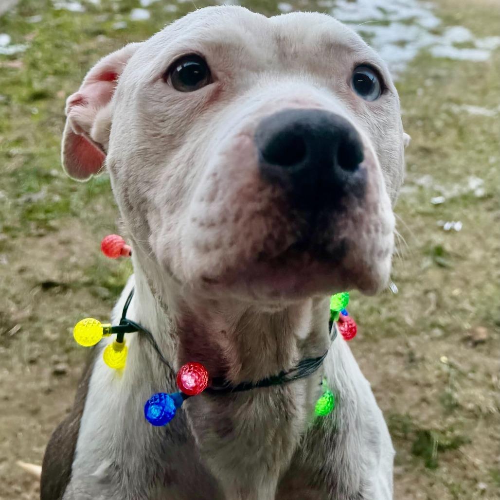 Lexi, Adoptable, Adult Female Pit Bull Terrier & Mixed Breed.
