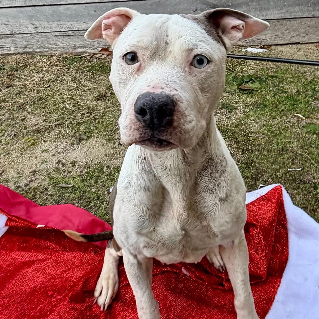 Enlarge Lexi, a Adoptable mixed breed in Dayton, OH image 2/6