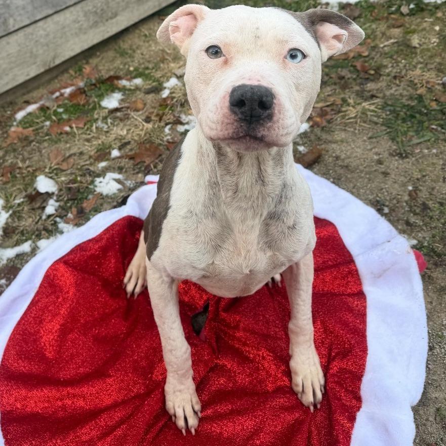 Enlarge Lexi, a Adoptable mixed breed in Dayton, OH image 3/6