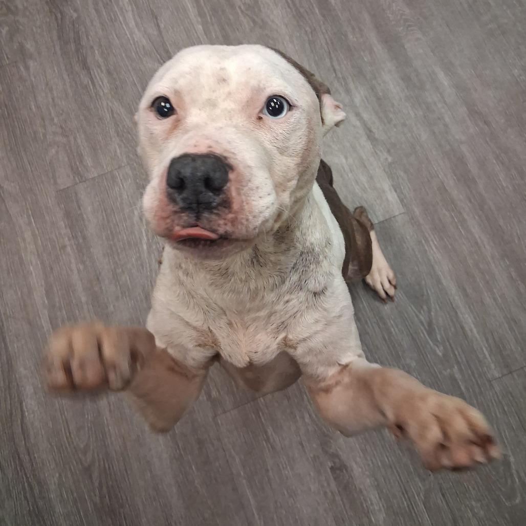 Enlarge Lexi, a Adoptable mixed breed in Dayton, OH image 4/6