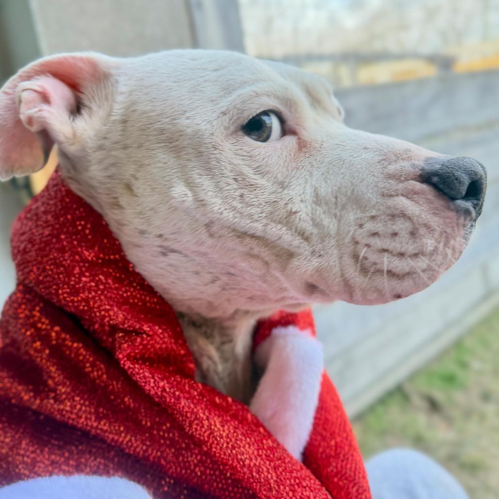 Enlarge Lexi, a Adoptable mixed breed in Dayton, OH image 6/6