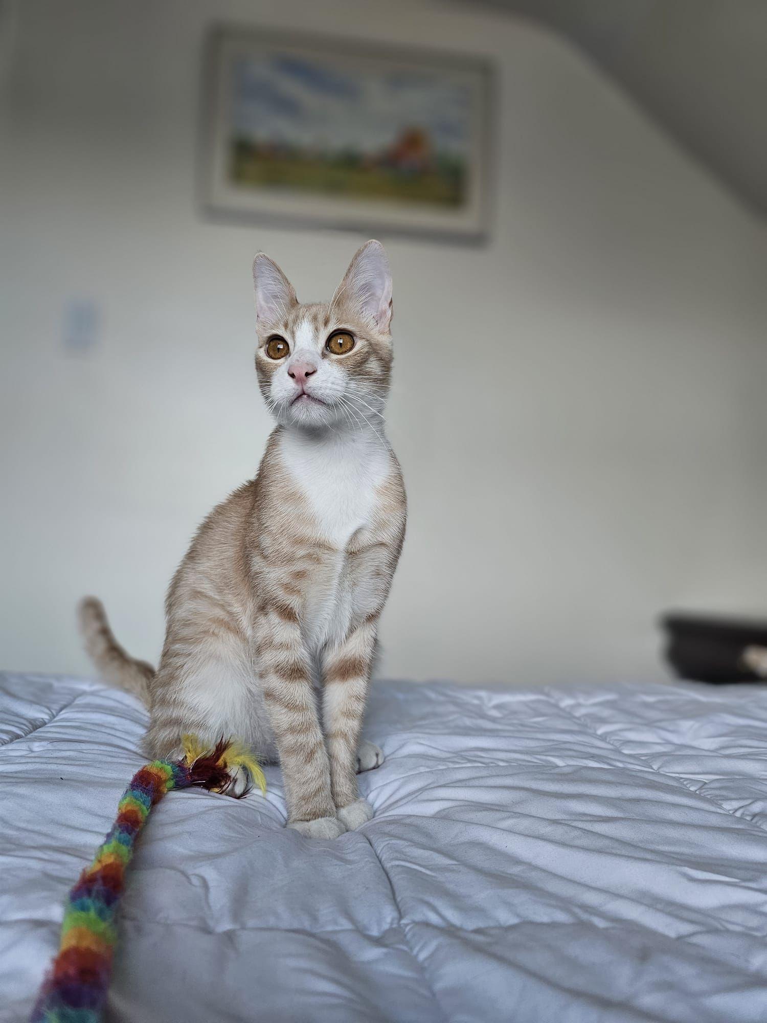 Enlarge Bebo & Nemo (Bonded Brothers), a ADOPTABLE mixed breed in Newmarket, ON image 2/6