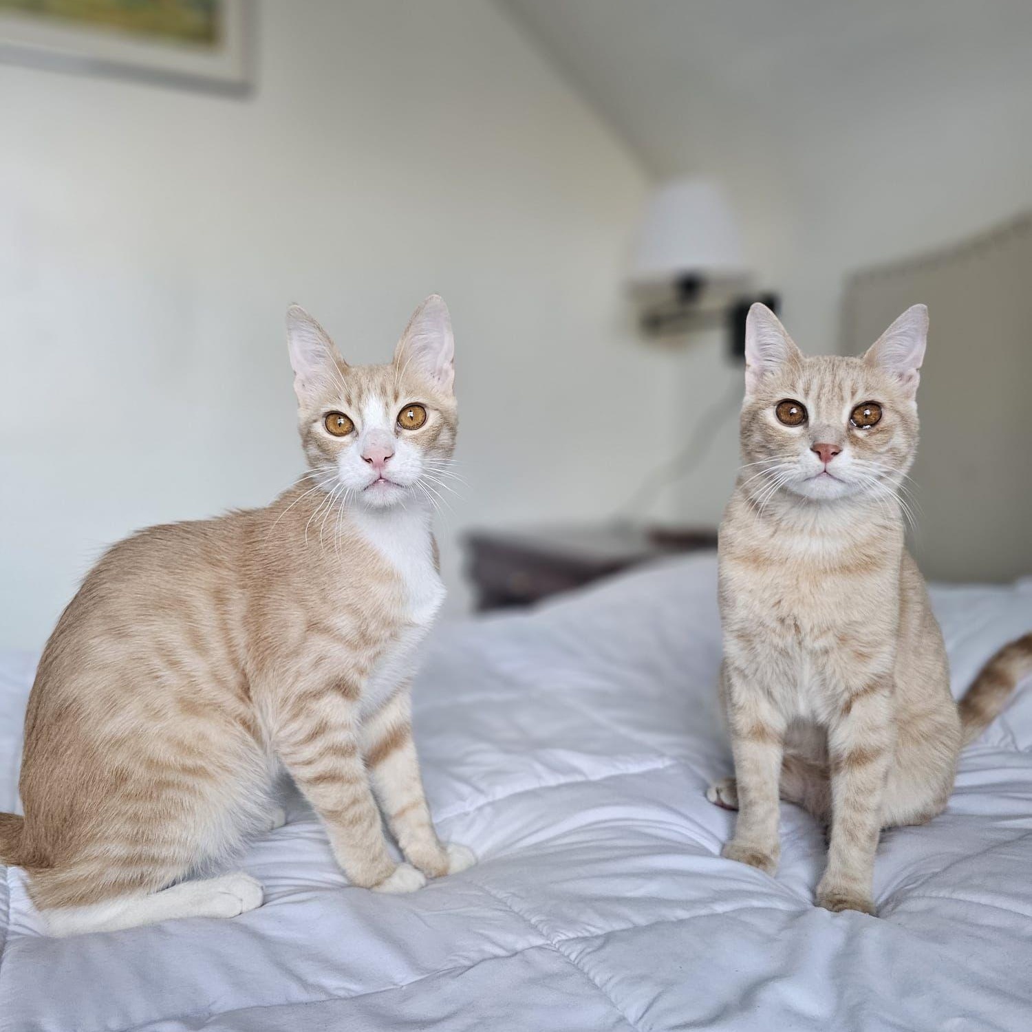 Bebo & Nemo (Bonded Brothers), ADOPTABLE, Kitten Male Domestic Short Hair & Abyssinian.