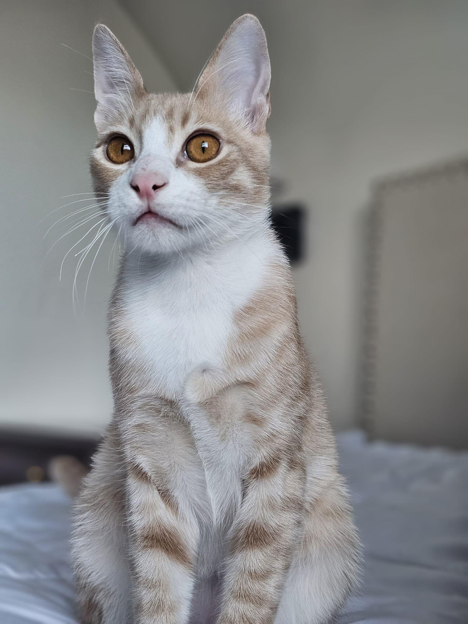 Enlarge Bebo & Nemo (Bonded Brothers), a ADOPTABLE mixed breed in Newmarket, ON image 3/6