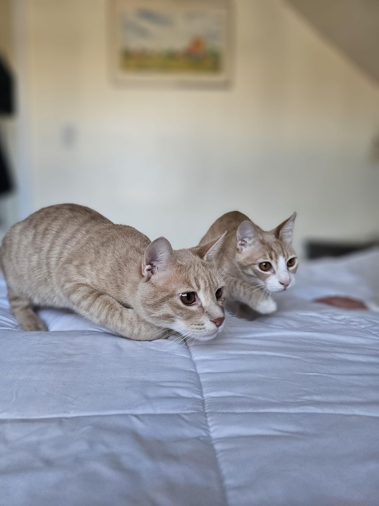 Enlarge Bebo & Nemo (Bonded Brothers), a ADOPTABLE mixed breed in Newmarket, ON image 6/6