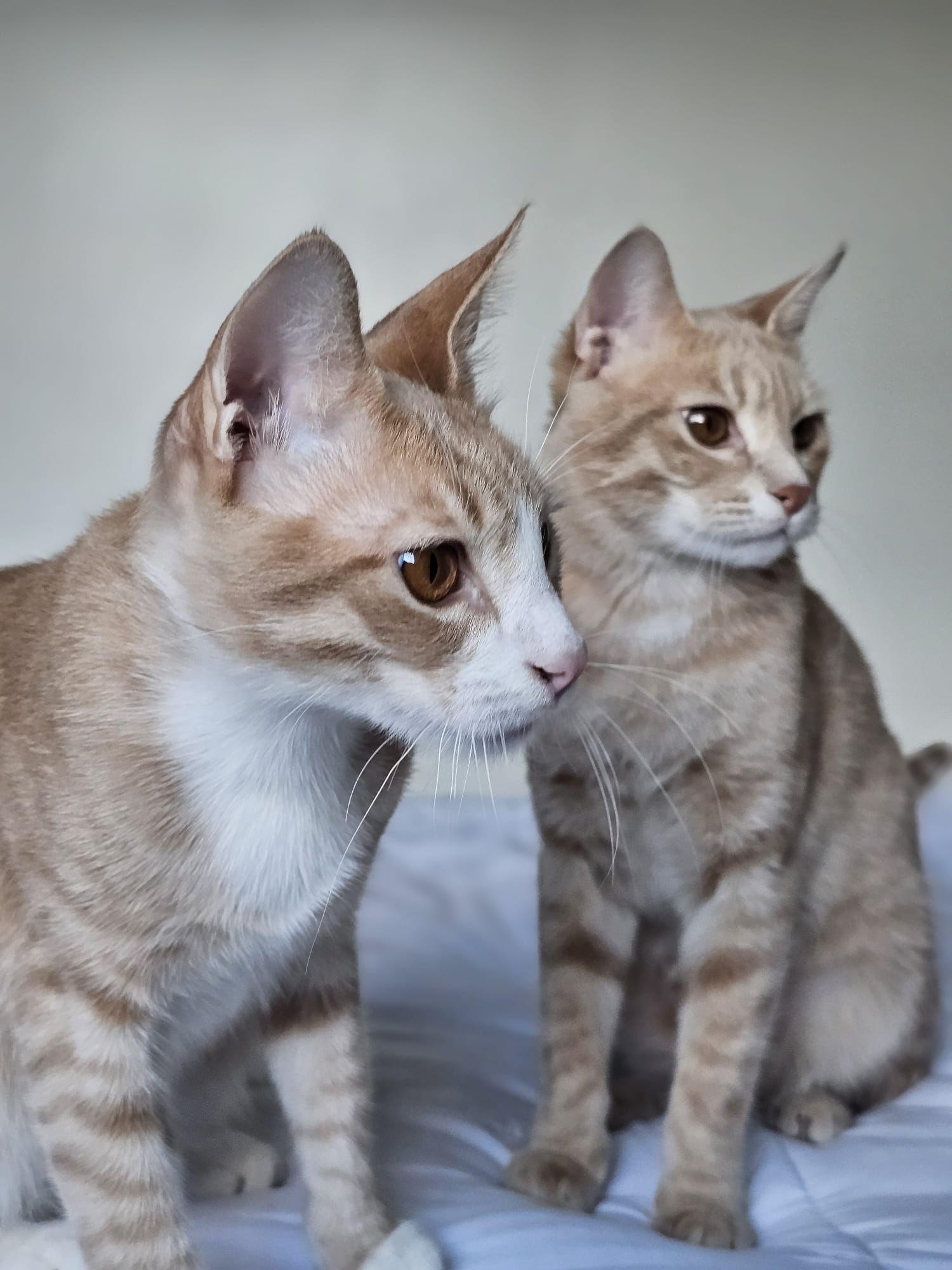 Enlarge Bebo & Nemo (Bonded Brothers), a ADOPTABLE mixed breed in Newmarket, ON image 4/6