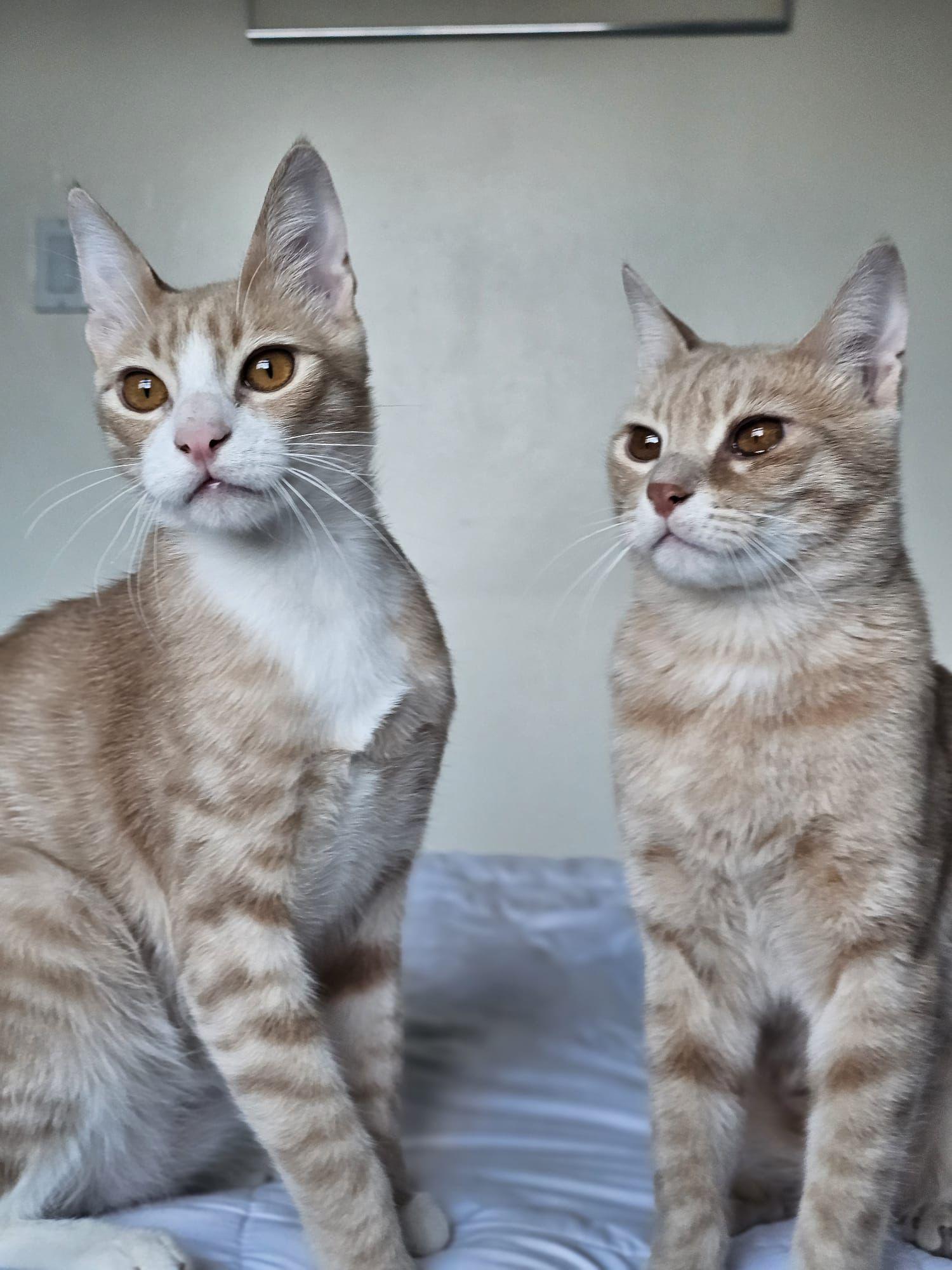 Enlarge Bebo & Nemo (Bonded Brothers), a ADOPTABLE mixed breed in Newmarket, ON image 5/6