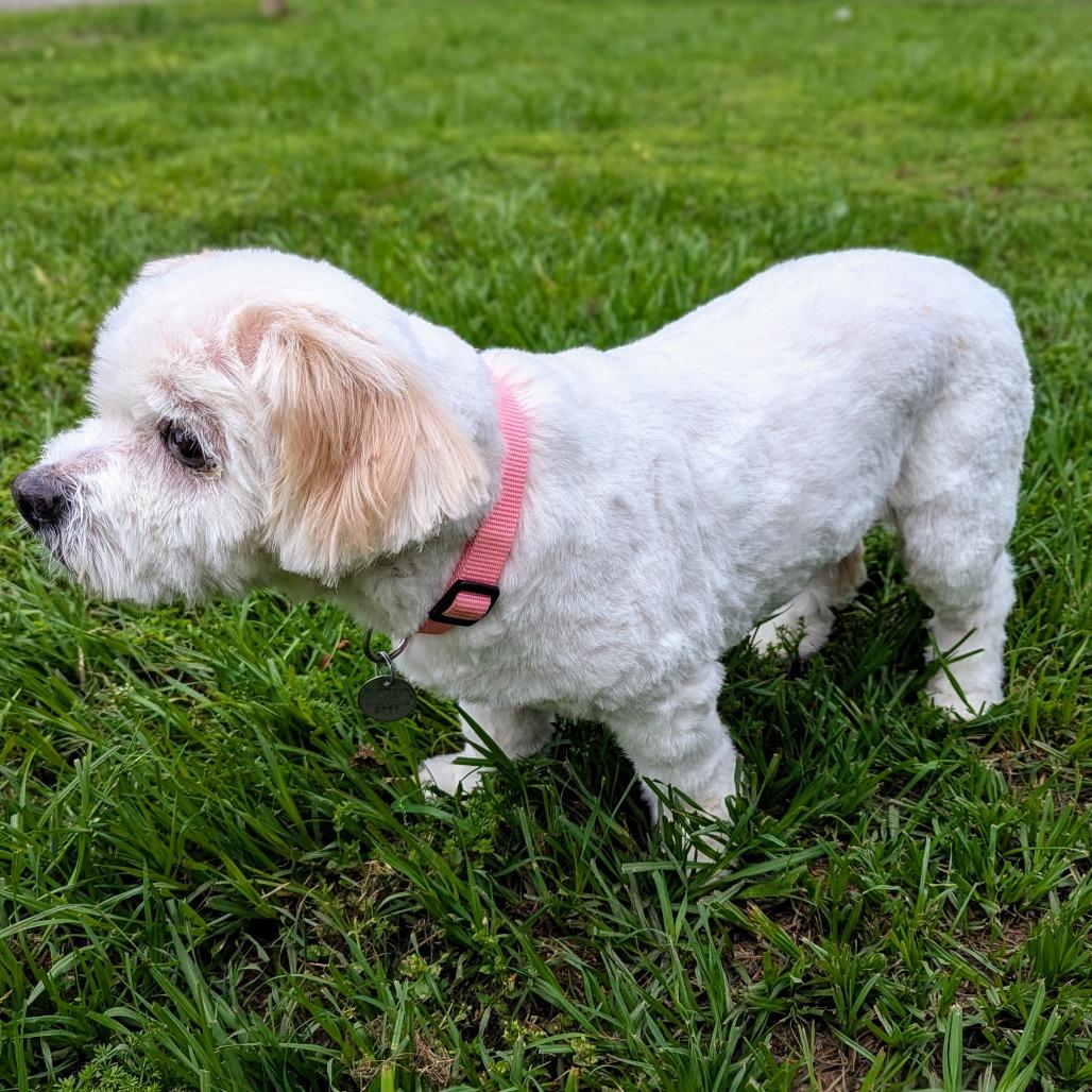 Enlarge Buttercup, a Adoptable mixed breed in Houston, TX image 1/6