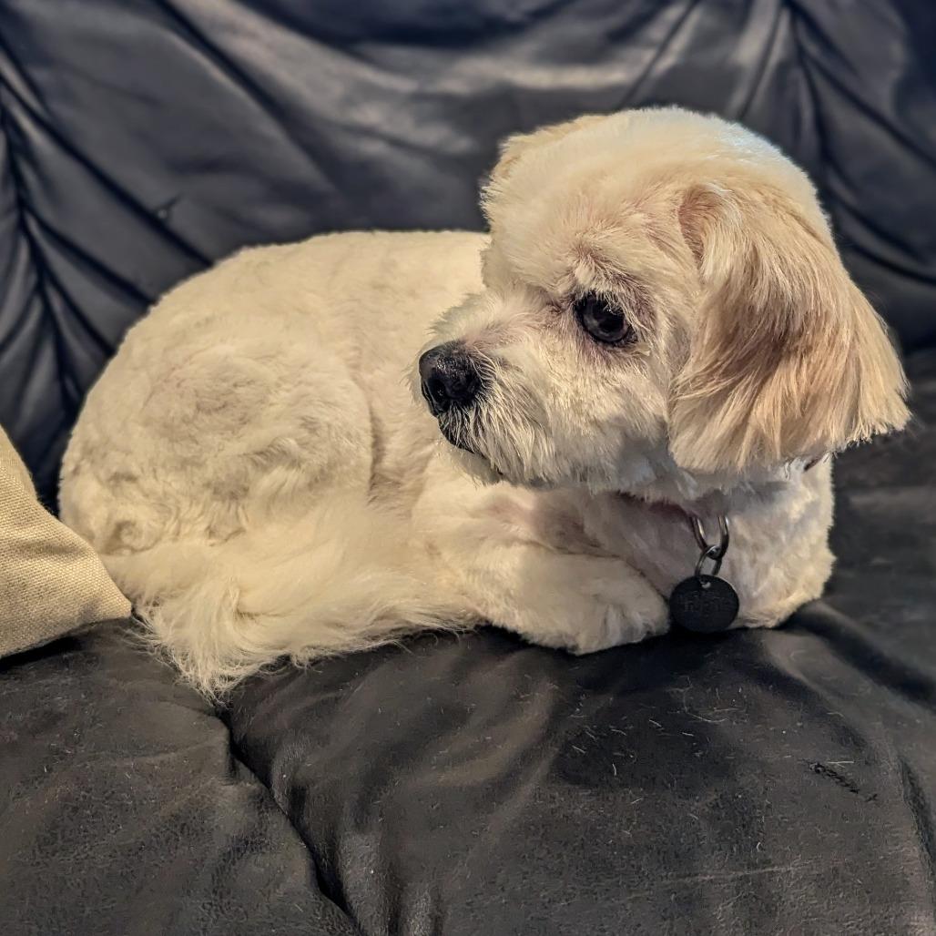 Buttercup thumbnail 2