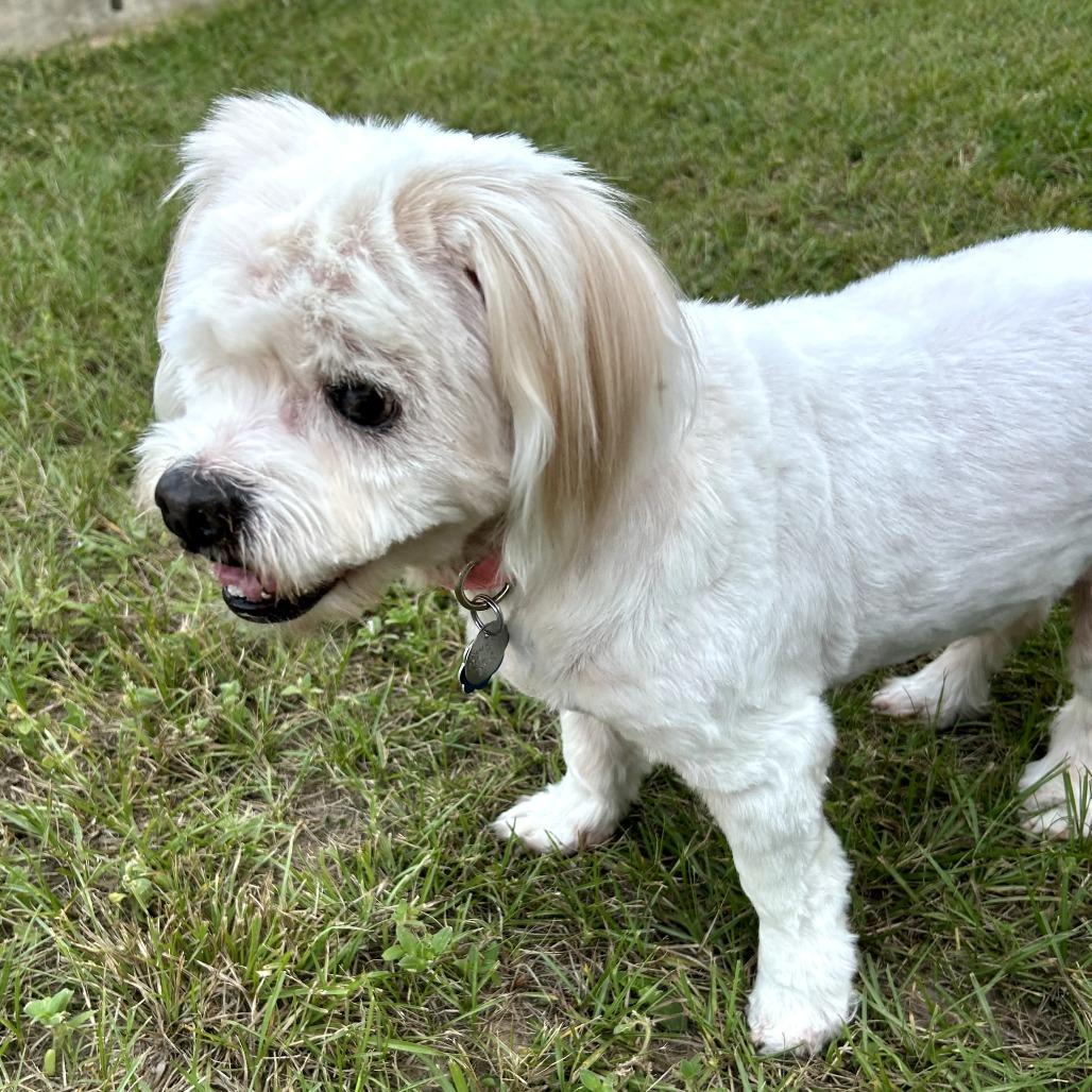 Enlarge Buttercup, a Adoptable mixed breed in Houston, TX image 2/6