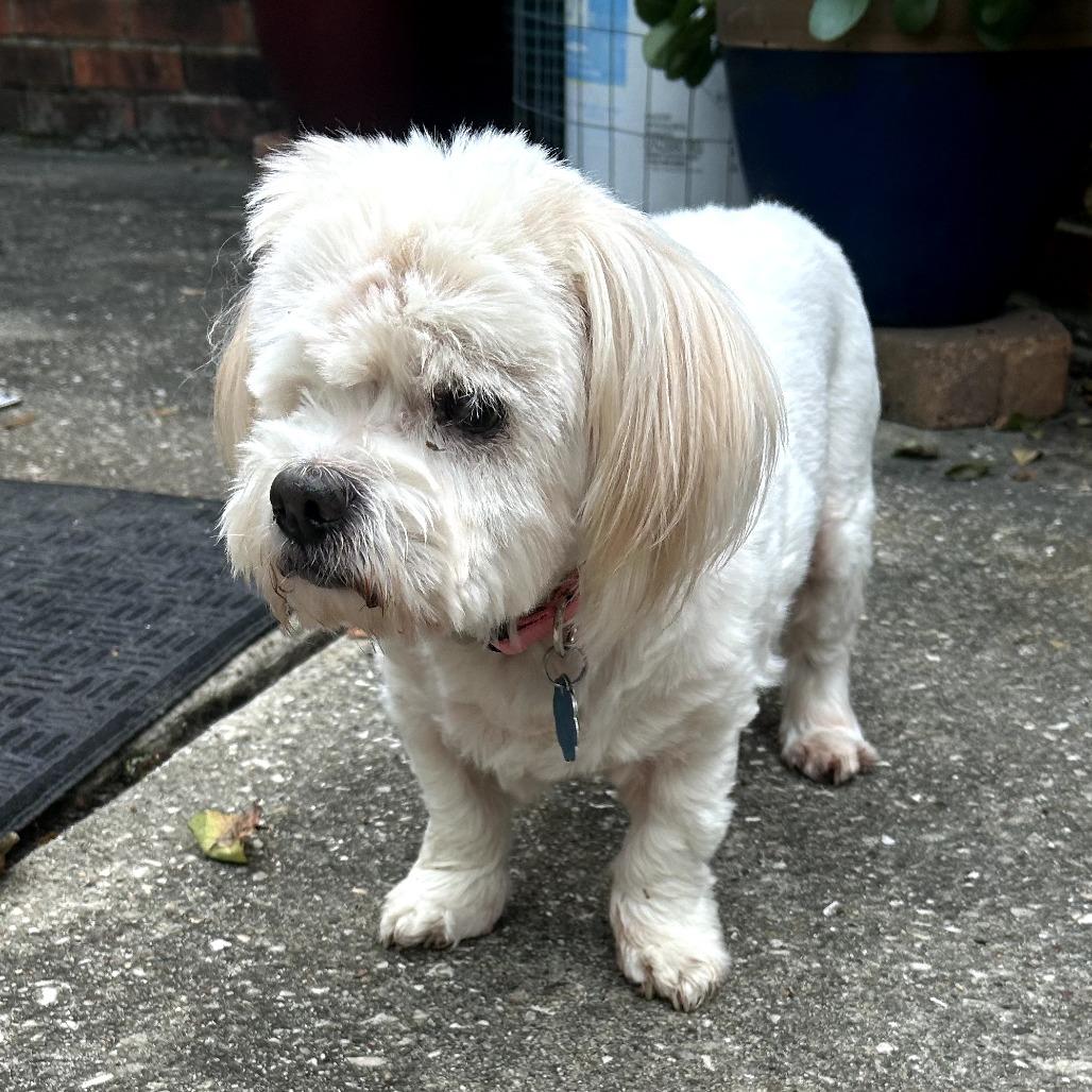 Buttercup thumbnail 4