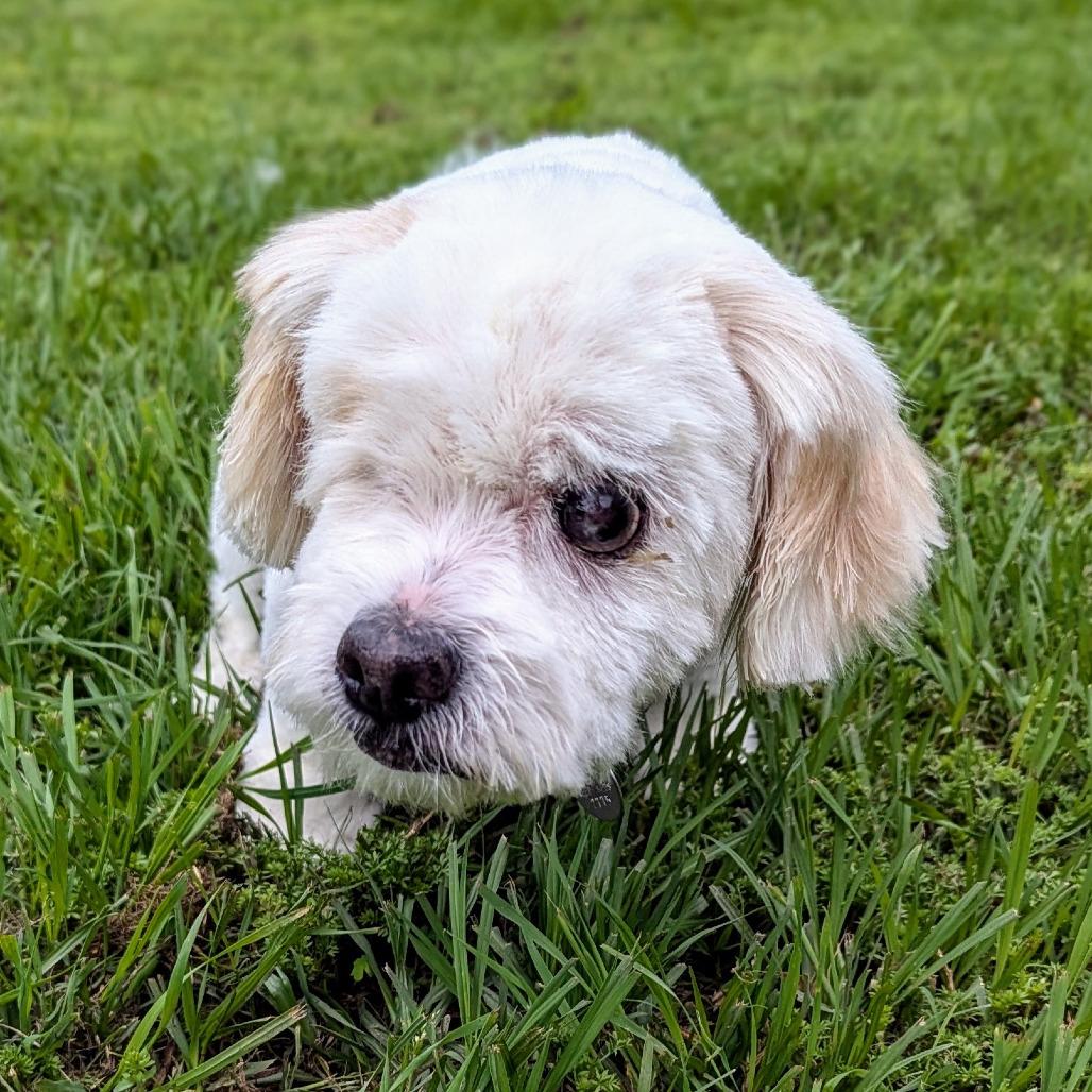 Enlarge Buttercup, a Adoptable mixed breed in Houston, TX image 4/6