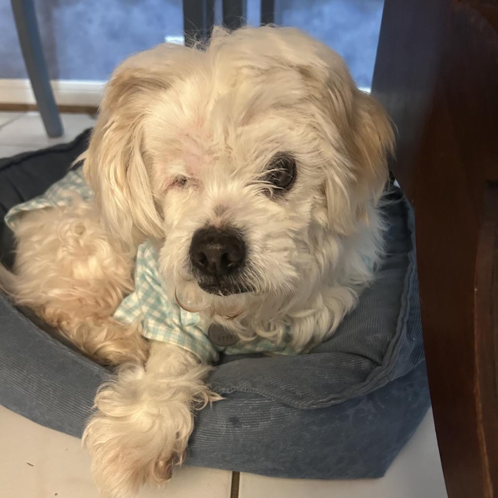 Enlarge Buttercup, a Adoptable mixed breed in Houston, TX image 5/6