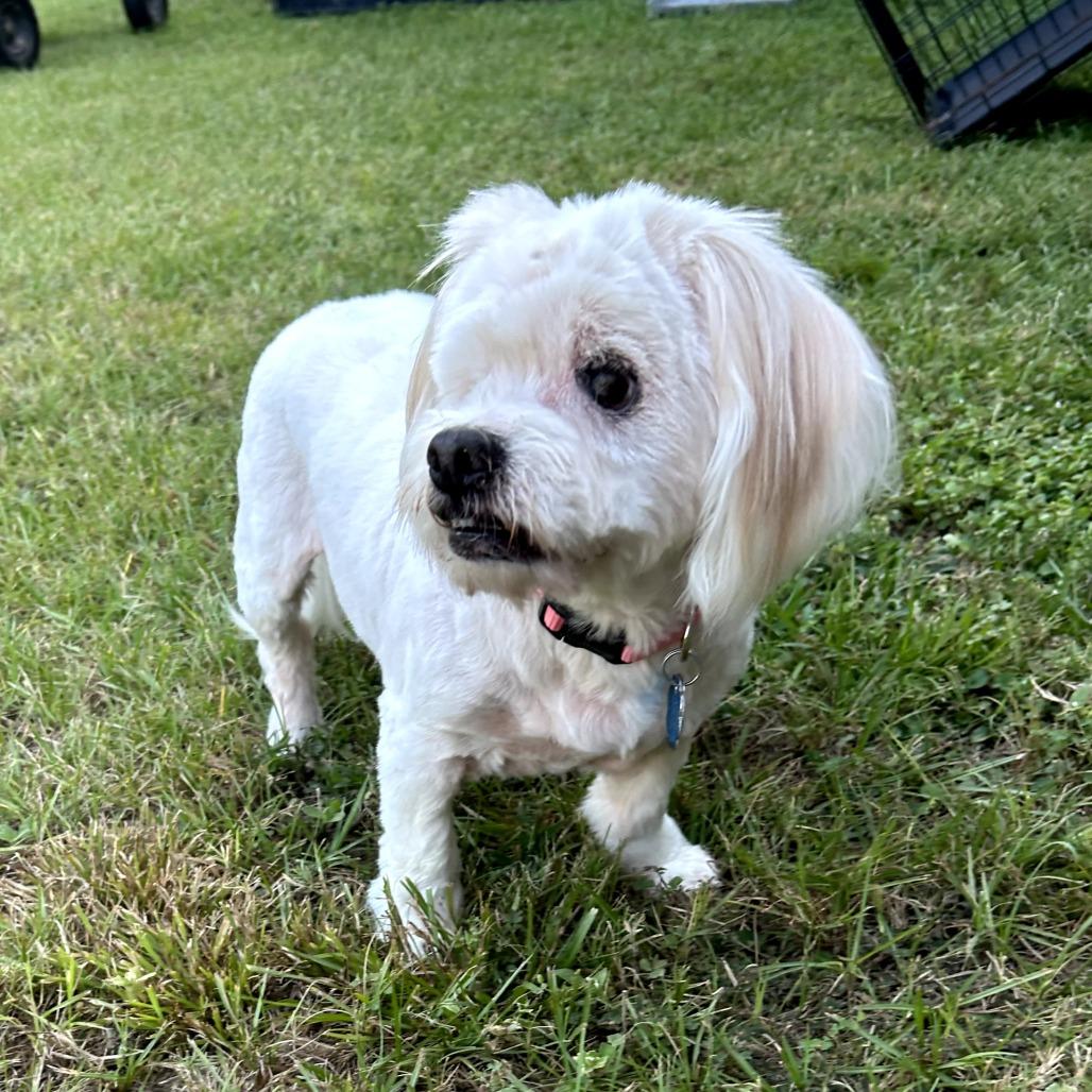 Enlarge Buttercup, a Adoptable mixed breed in Houston, TX image 6/6