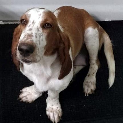 SANDY - ADOPTION PENDING!, Adoptable, Young Female Basset Hound.