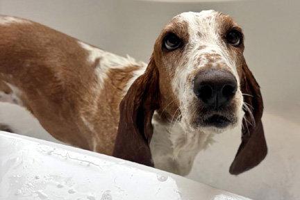 SANDY - ADOPTION PENDING!, a Adoptable Basset Hound in Mays Landing, NJ image 2/2