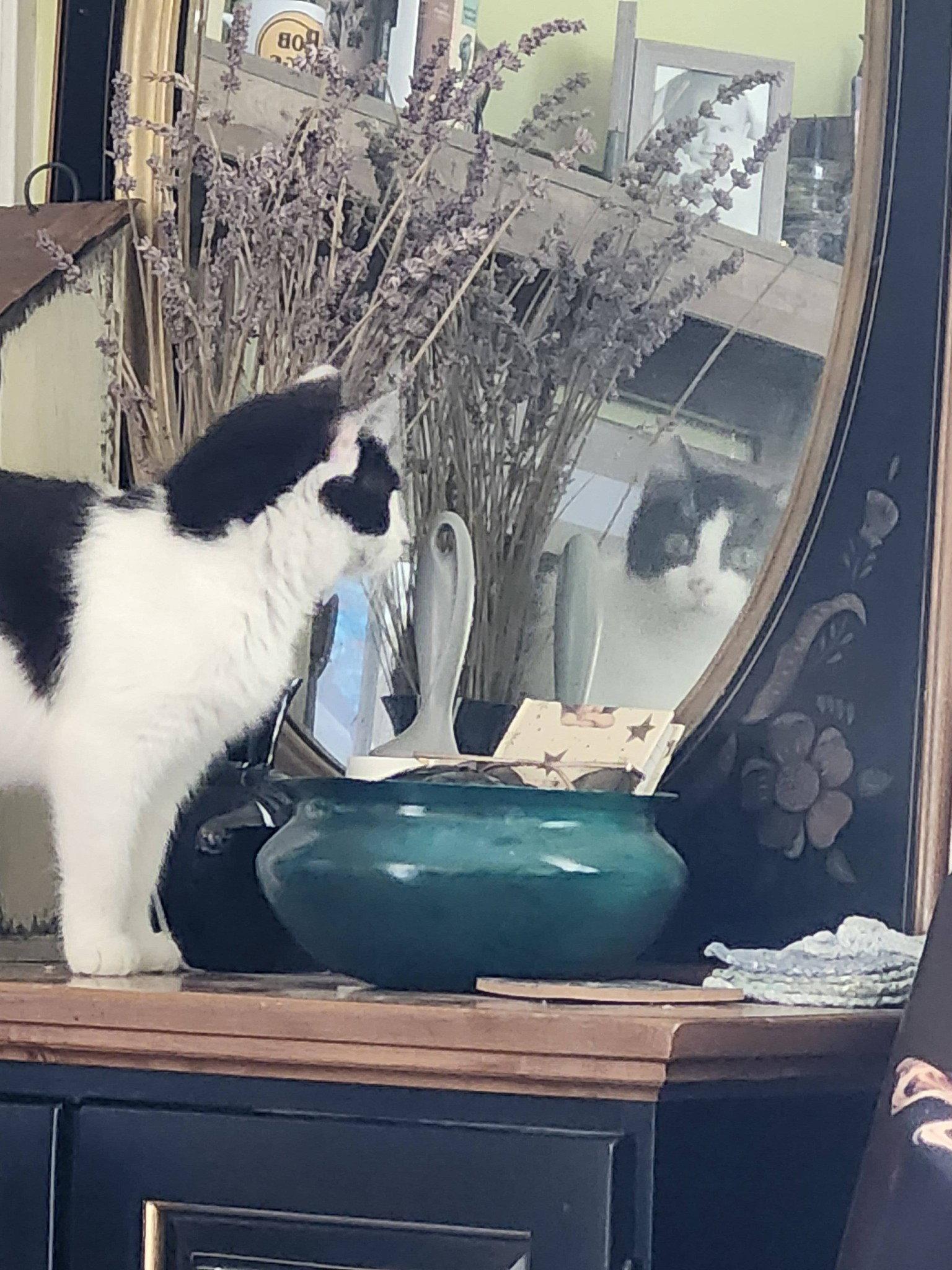 Siegfried, Adopted, Young Male Domestic Short Hair.