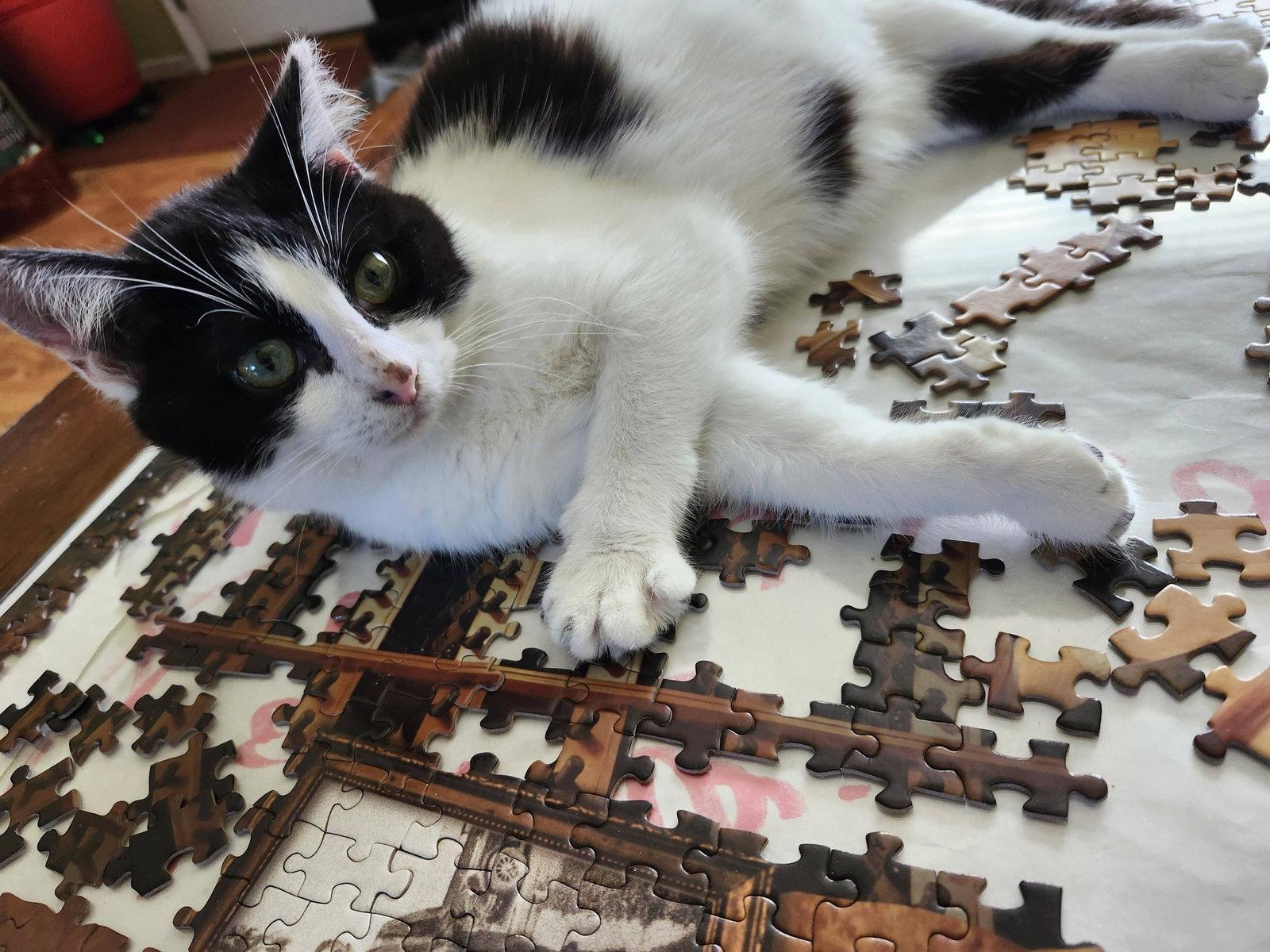 Siegfried, a Adopted Domestic Short Hair in Wilmington, NC image 2/2