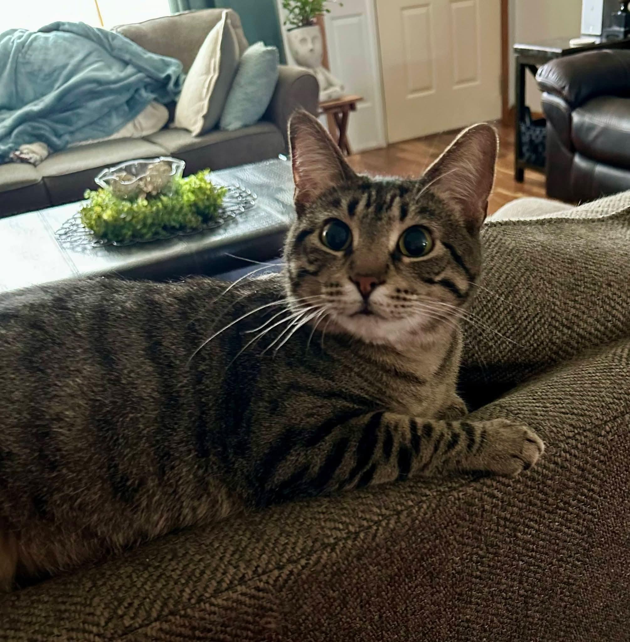 Mallori , ADOPTABLE, Adult Female Domestic Short Hair.