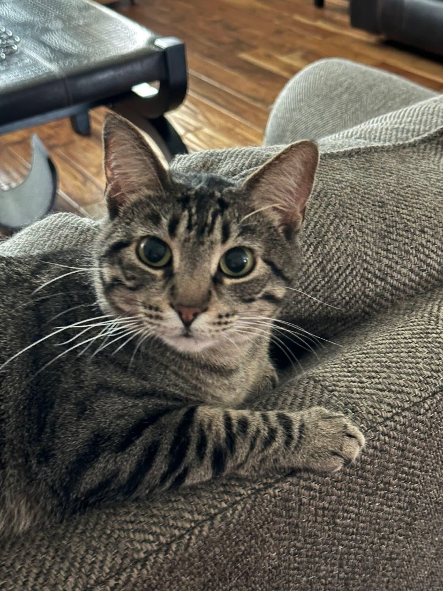 Enlarge Mallori , a ADOPTABLE mixed breed in Sioux City, IA image 4/4