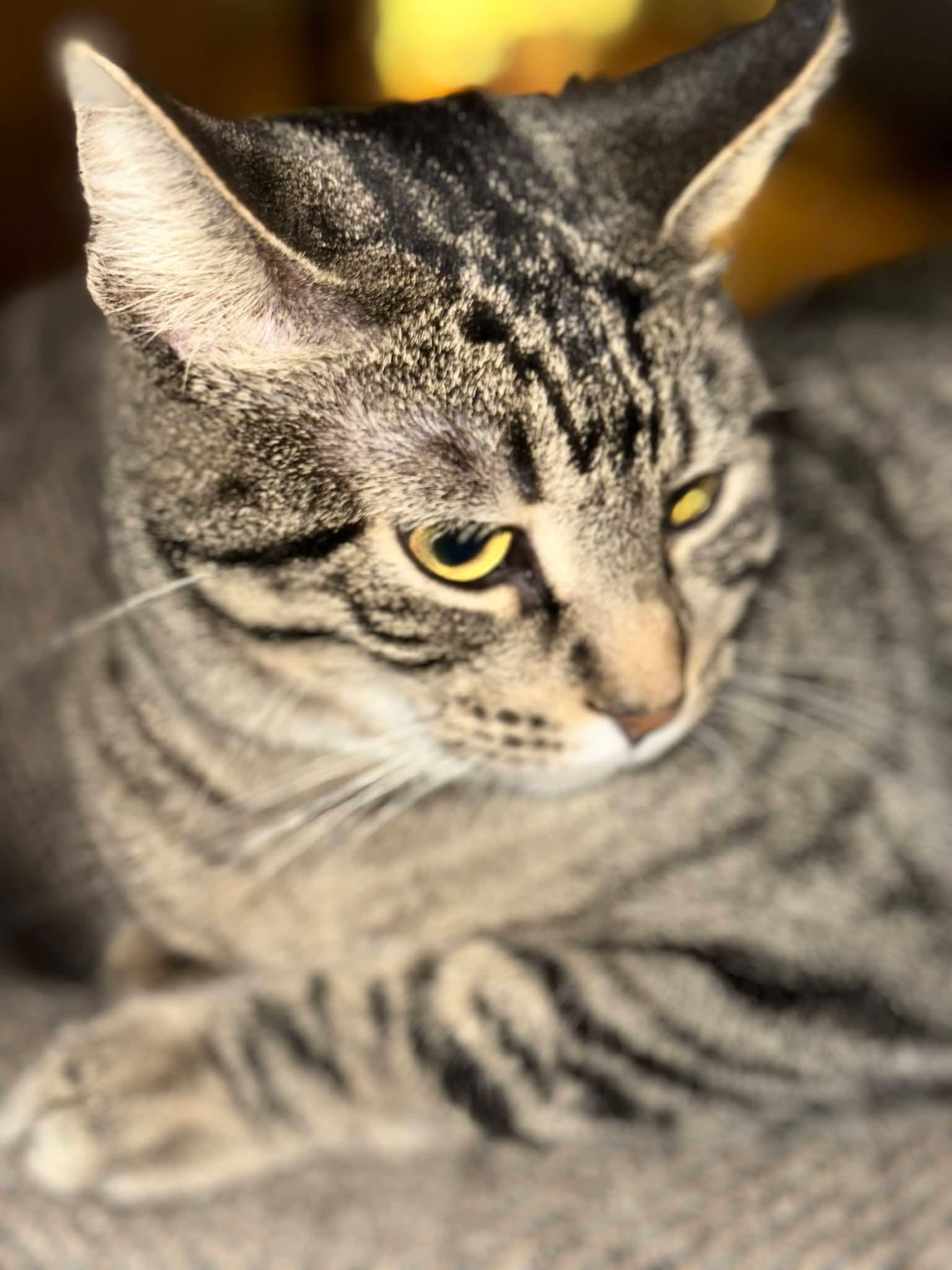 Enlarge Mallori , a ADOPTABLE mixed breed in Sioux City, IA image 2/4