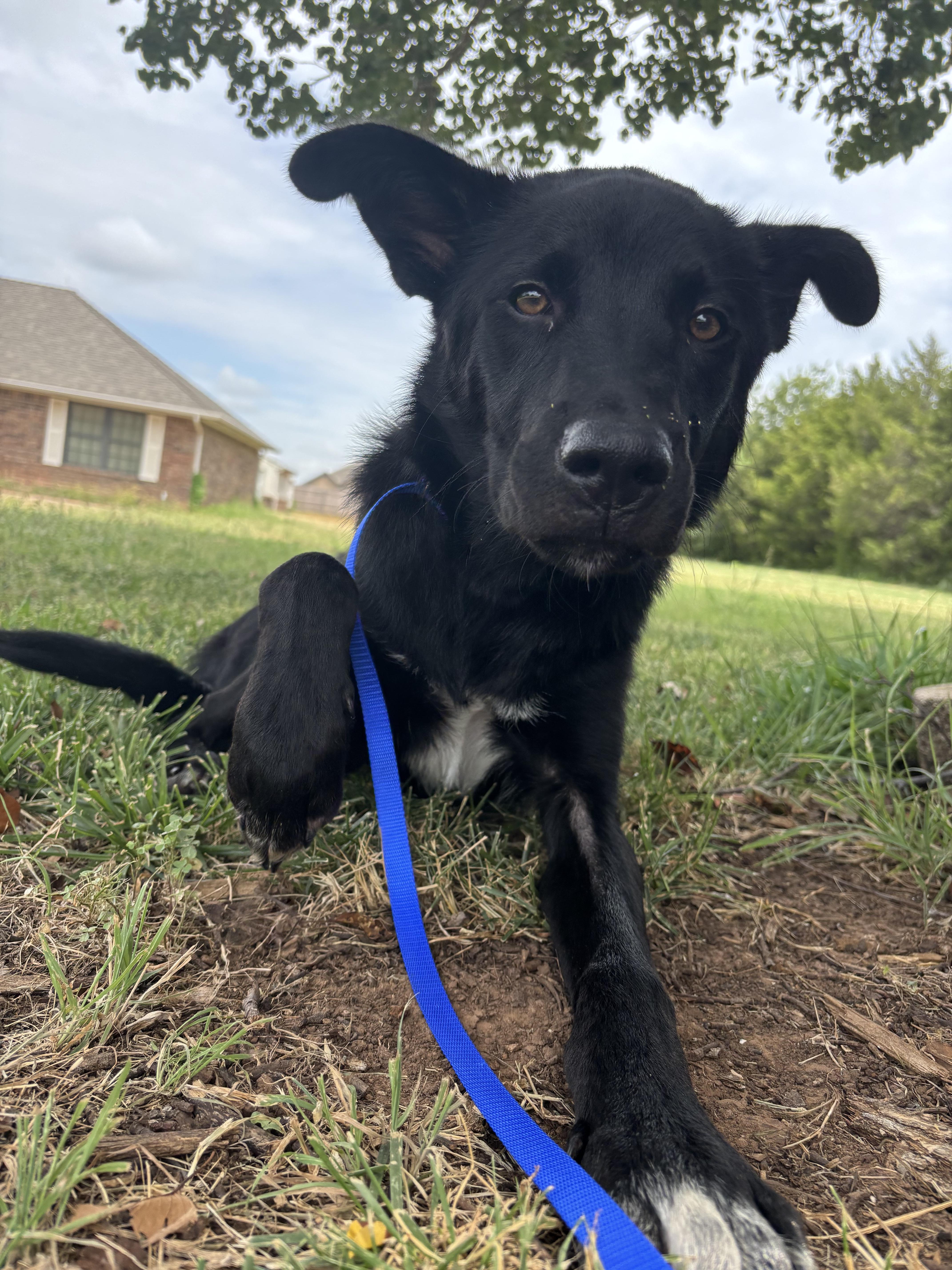 Enlarge Dewey, a Adoptable mixed breed in Choctaw, OK image 2/2