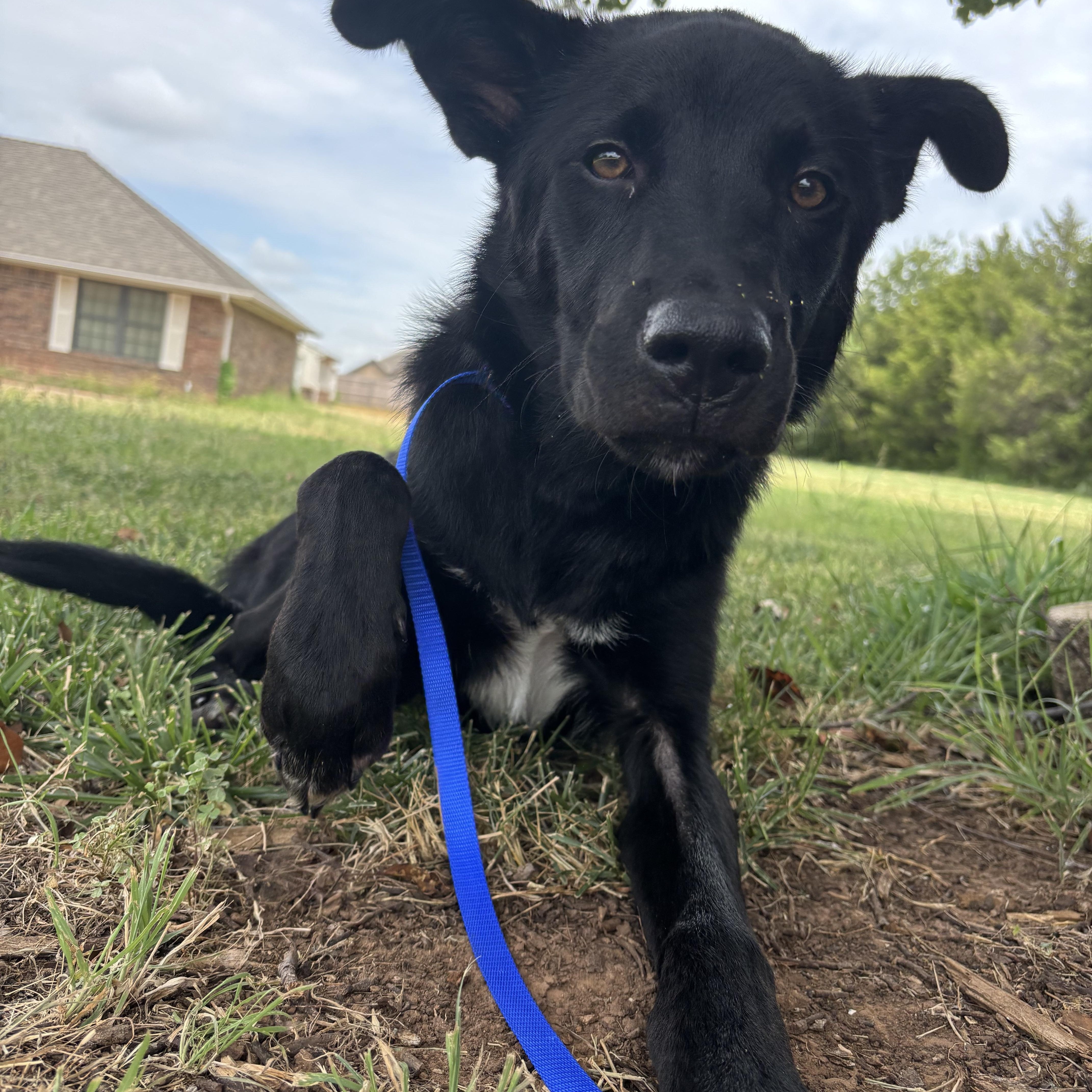 Enlarge Dewey, a Adoptable mixed breed in Choctaw, OK image 3/3