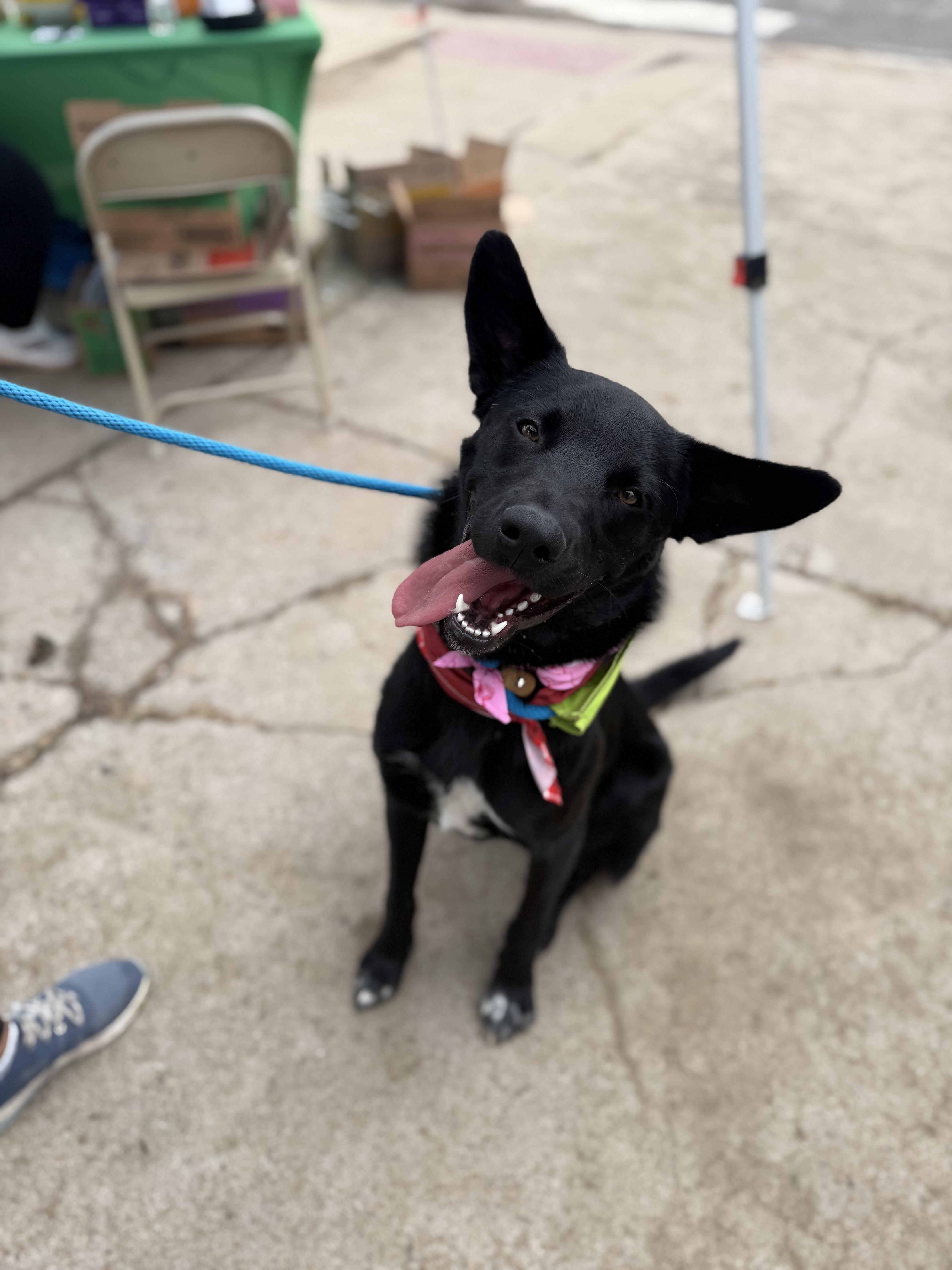 Enlarge Dewey, a Adoptable mixed breed in Choctaw, OK image 1/3