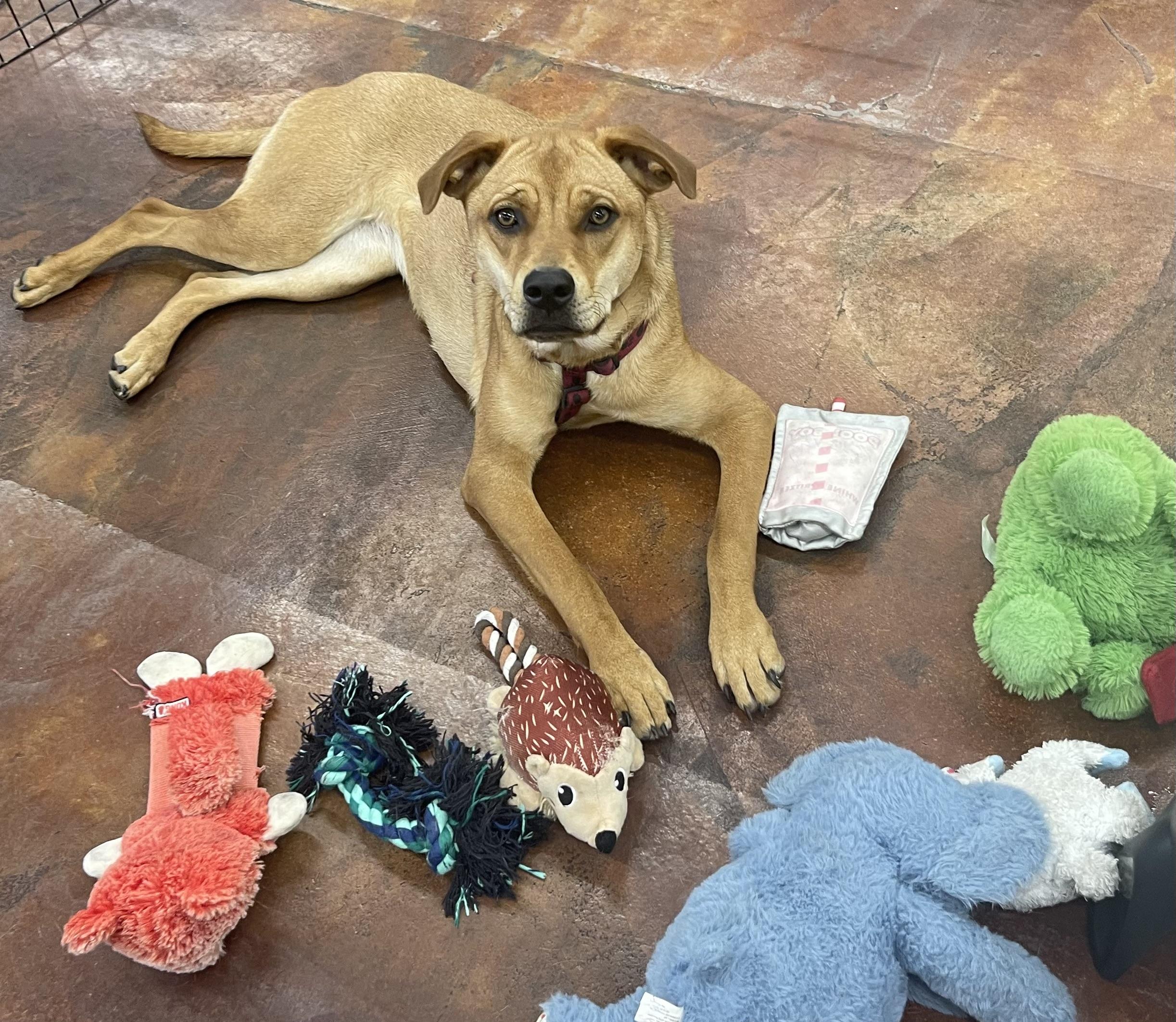 Goldie, a ADOPTABLE mixed breed in Chandler, AZ image 2/6