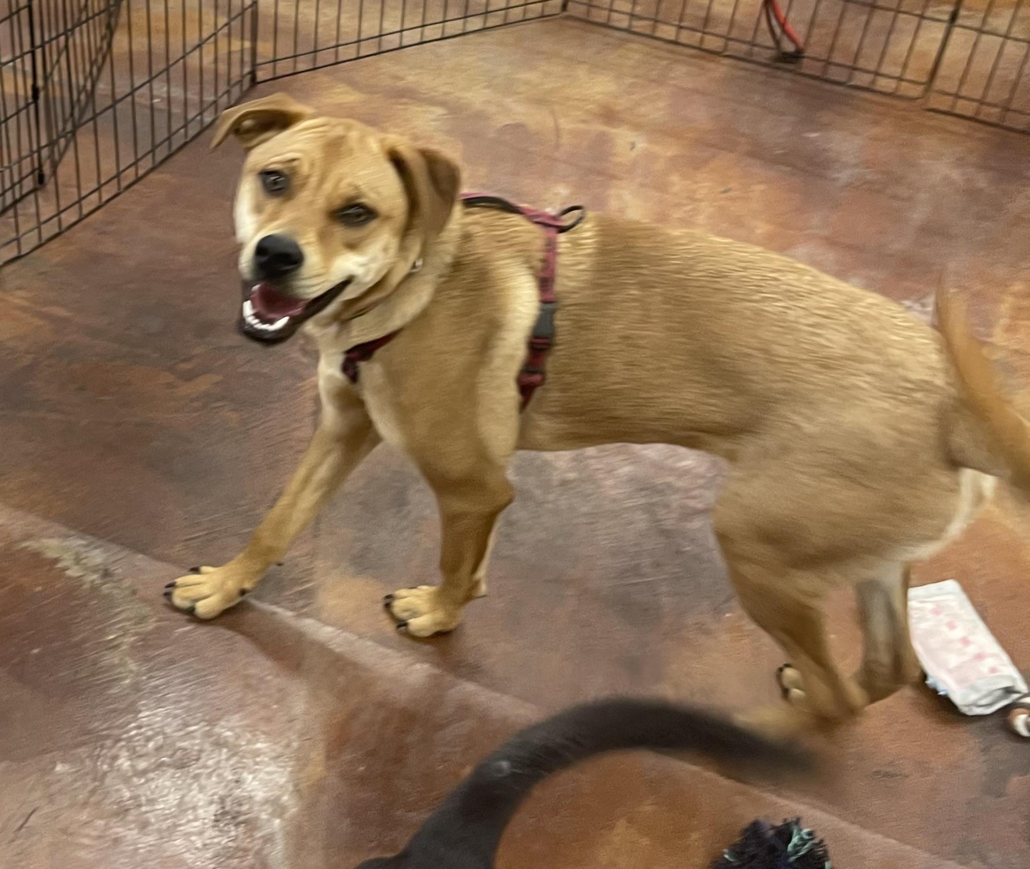 Goldie, a ADOPTABLE mixed breed in Chandler, AZ image 5/6