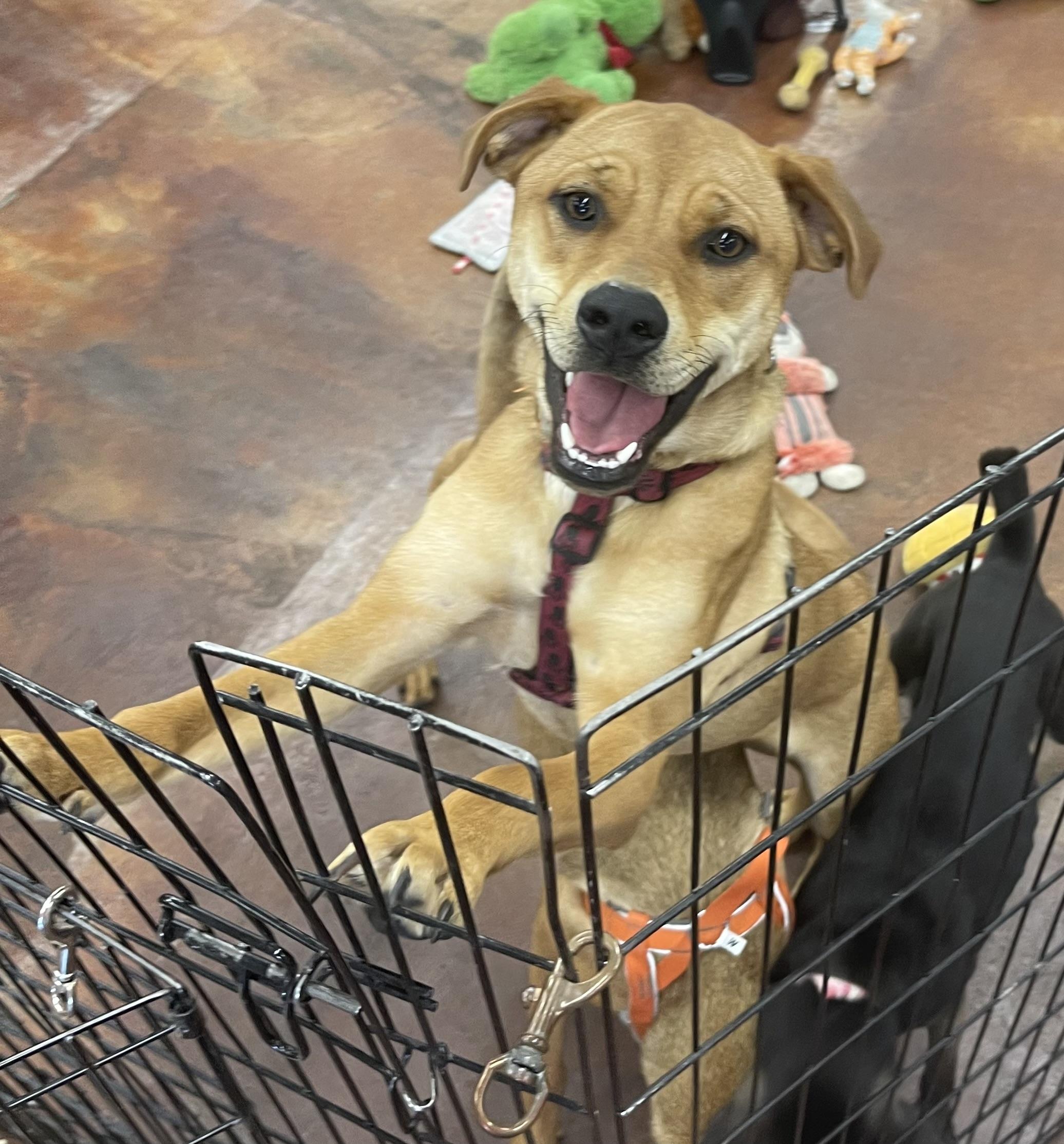 Goldie, ADOPTABLE, Young Female Rottweiler & Labrador Retriever.