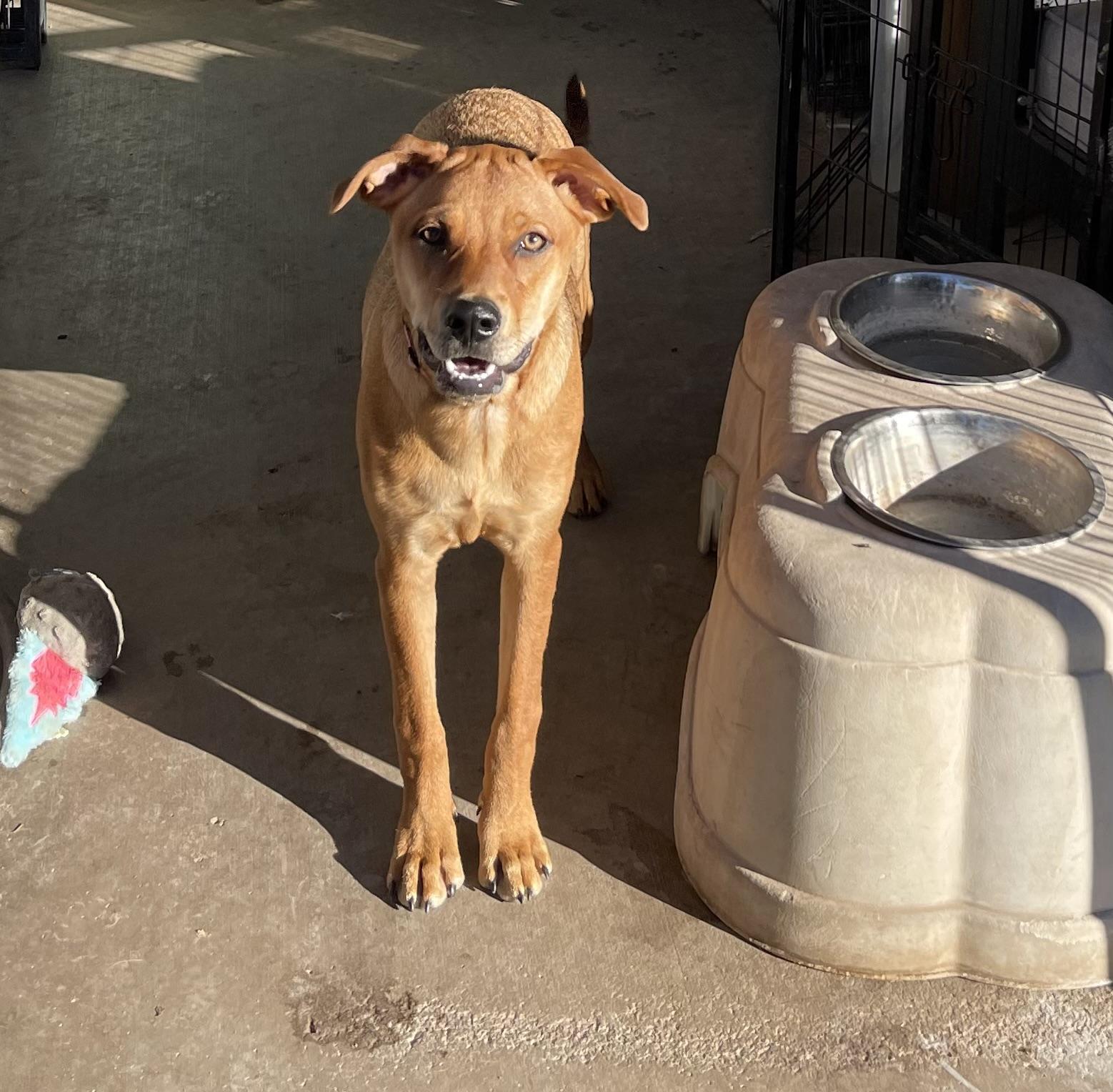 Enlarge Goldie, a ADOPTABLE mixed breed in Chandler, AZ image 2/4