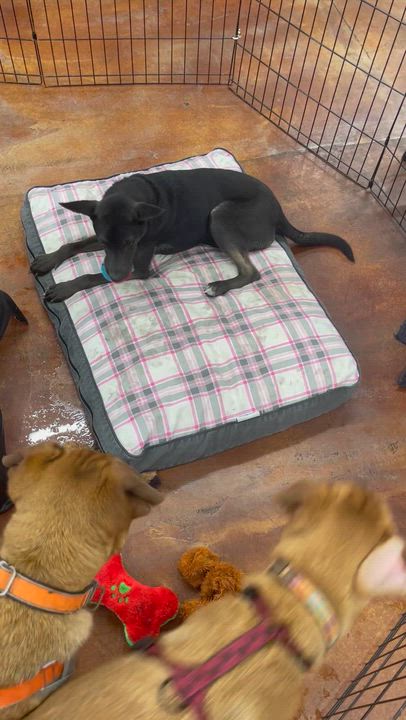 Enlarge Goldie, a ADOPTABLE mixed breed in Chandler, AZ video 6/6