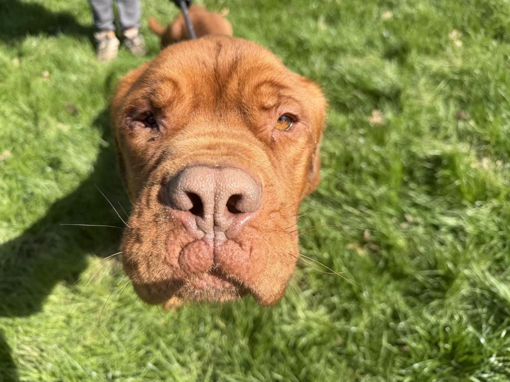 Enlarge Leo, a Adoptable Mastiff in Athens, OH image 1/1
