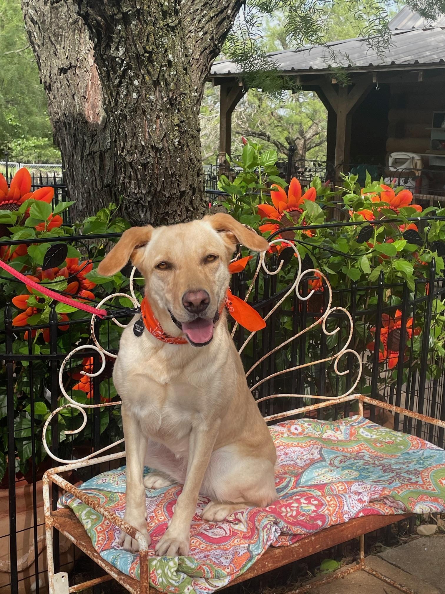Enlarge Sydney, a Adopted Labrador Retriever in Dallas, TX image 3/4