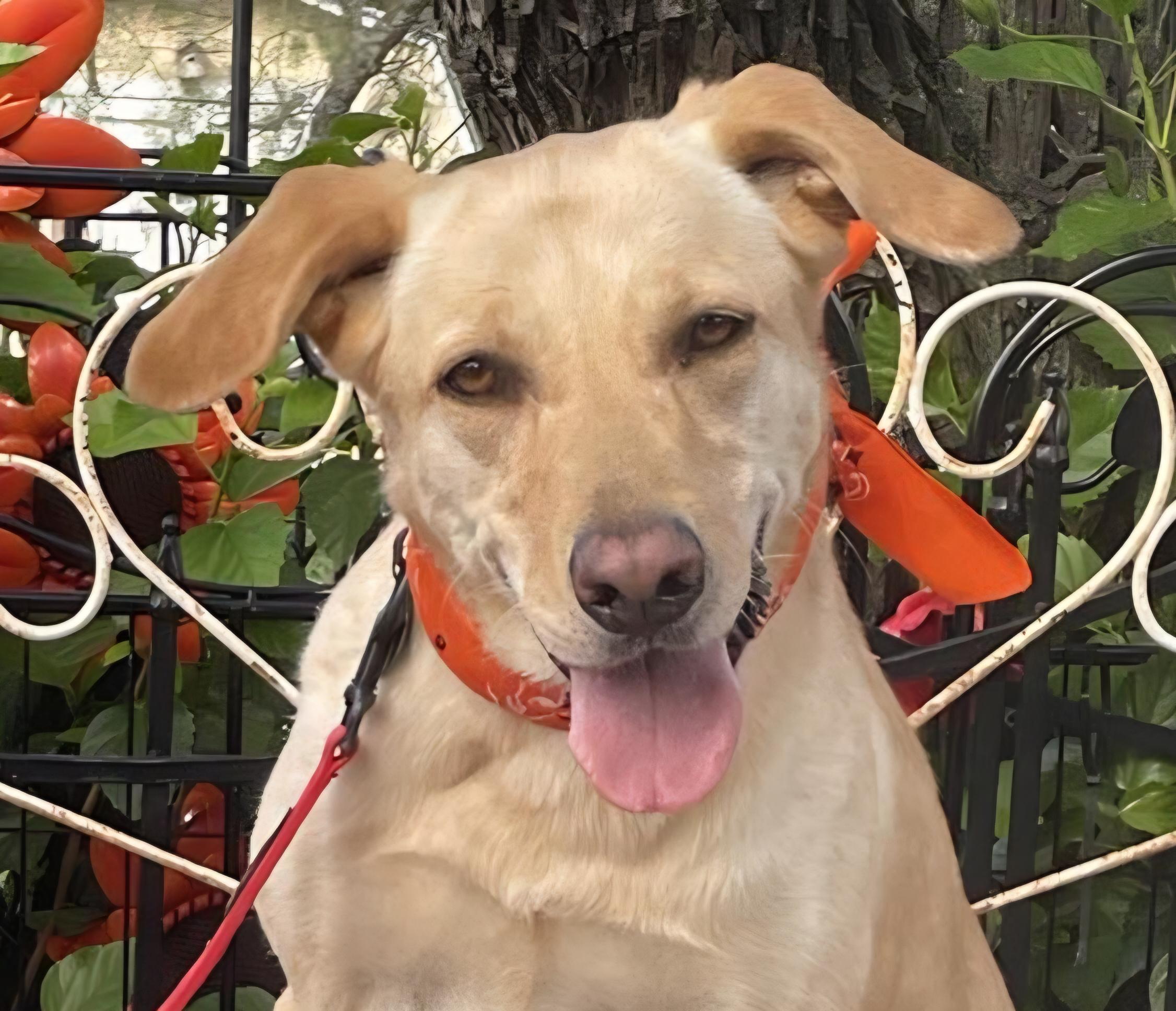 Enlarge Sydney, a Adopted Labrador Retriever in Dallas, TX image 4/4