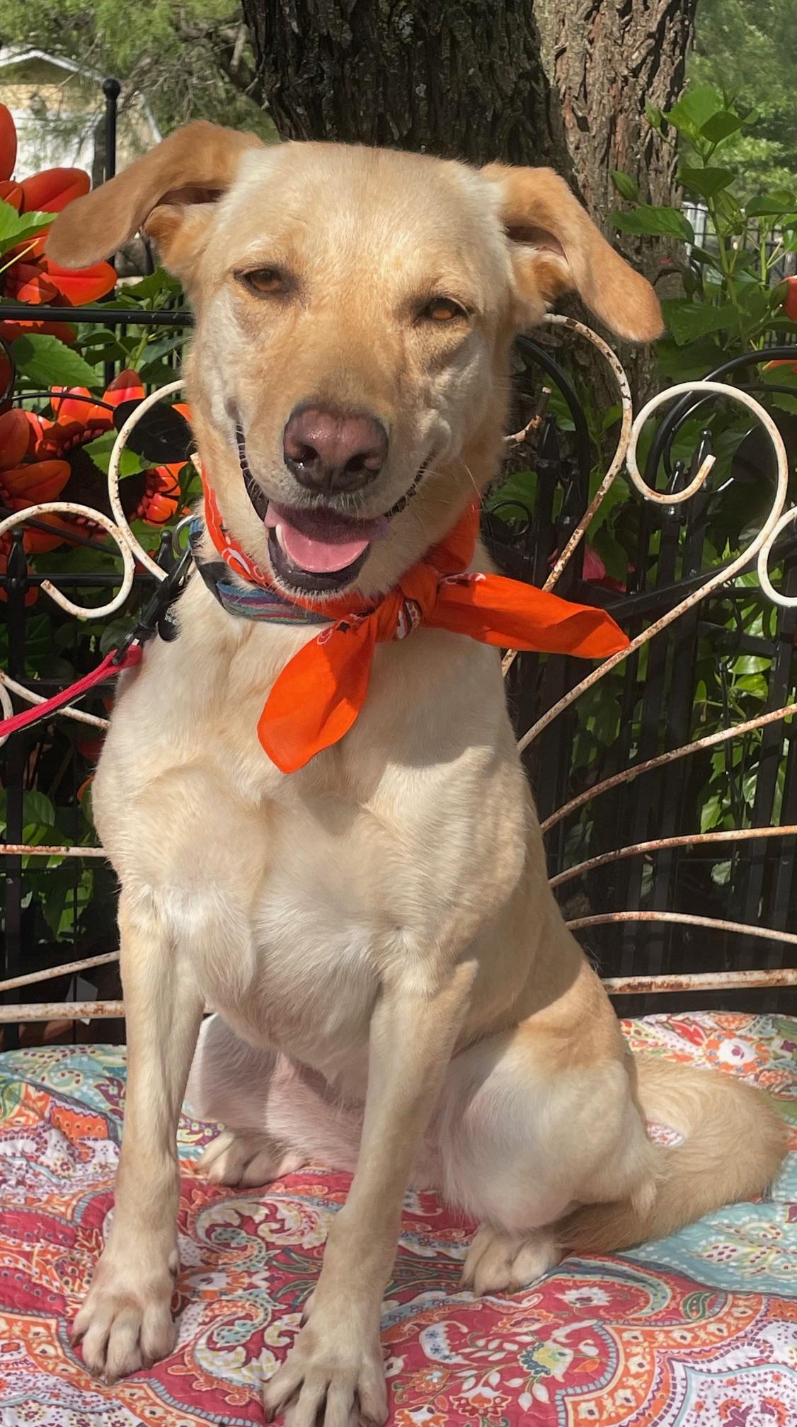 Enlarge Sydney, a Adopted Labrador Retriever in Dallas, TX image 2/4