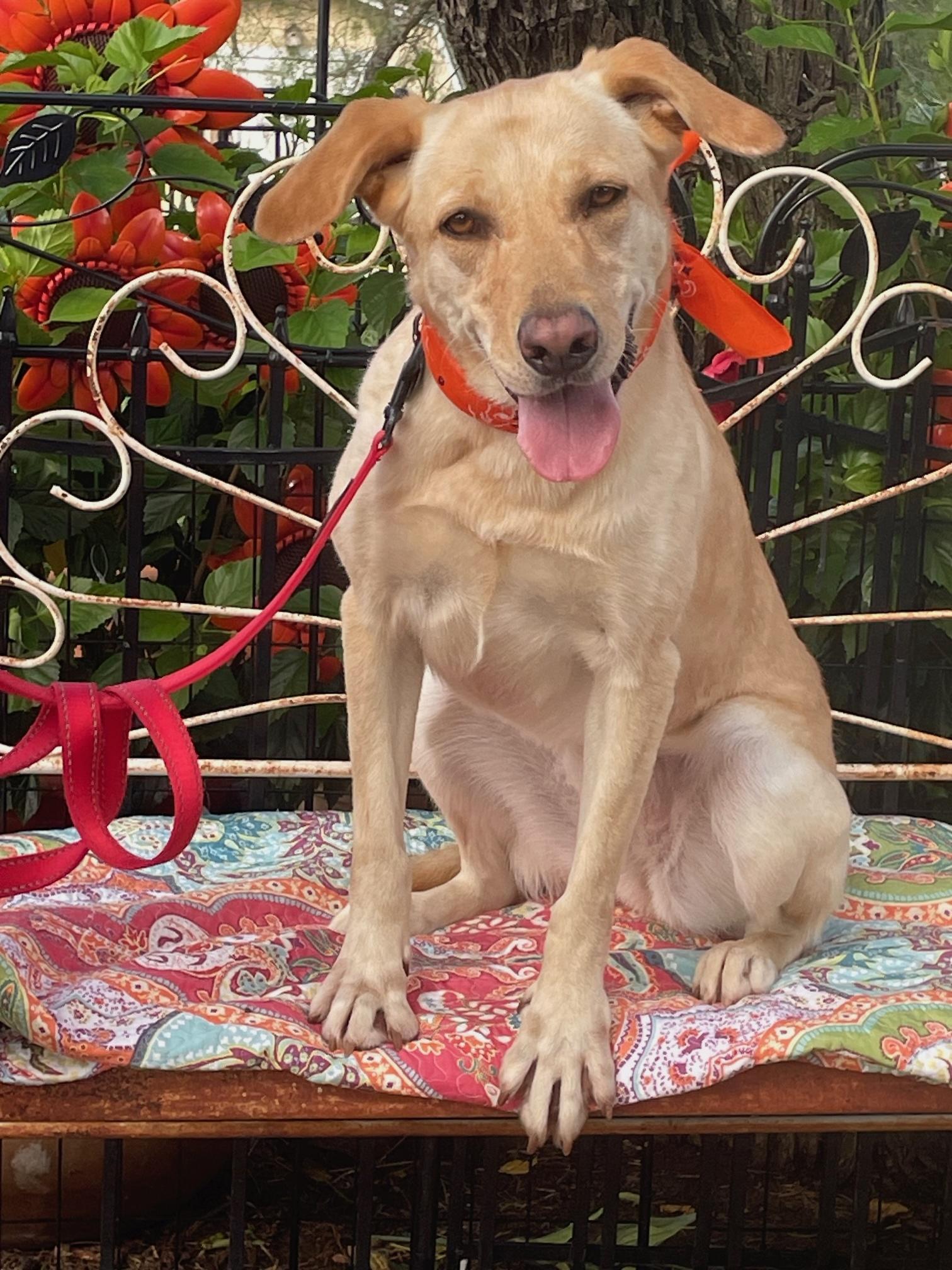 Sydney, Adopted, Adult Female Labrador Retriever.
