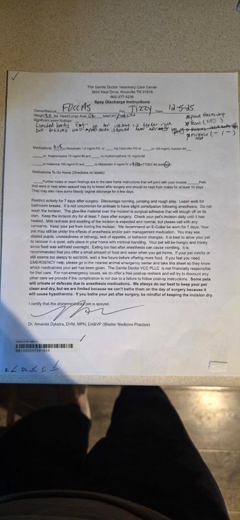 Enlarge Tizzy, a Adopted Domestic Short Hair in Crossville, TN image 1/6