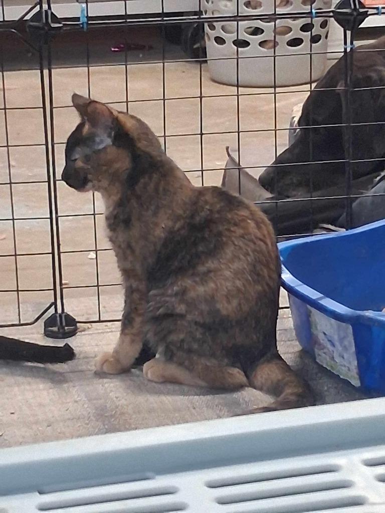 Enlarge Tizzy, a Adopted Domestic Short Hair in Crossville, TN image 2/6