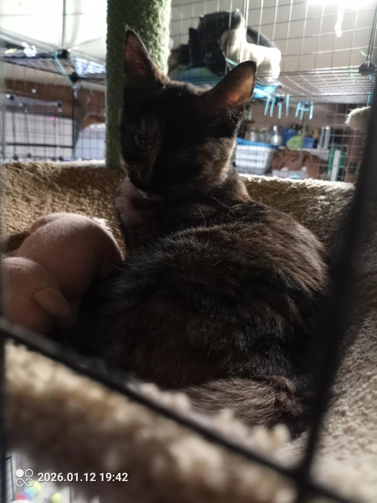 Enlarge Tizzy, a Adopted Domestic Short Hair in Crossville, TN image 3/6